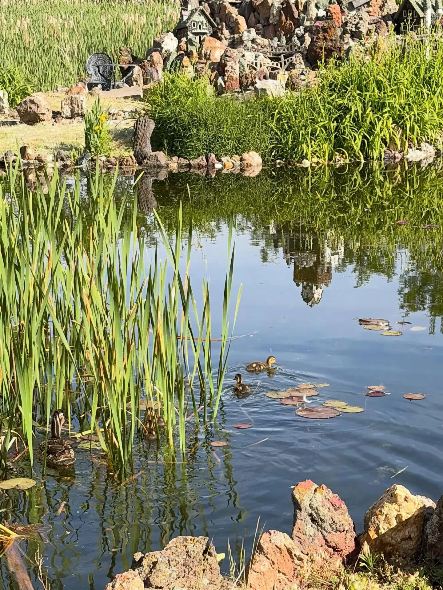 We have baby ducks! 🥰

No, we don&rsquo;t have baby peafowl yet. 😔