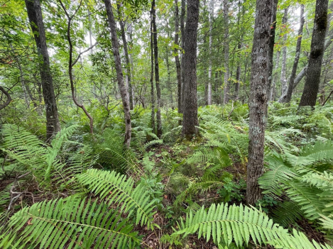 Short Hills Wetlands and Purgatory Mountain