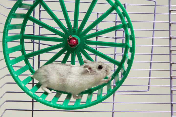 Off the Hamster Wheel: How L&amp;D Can Move From Urgent to Strategic