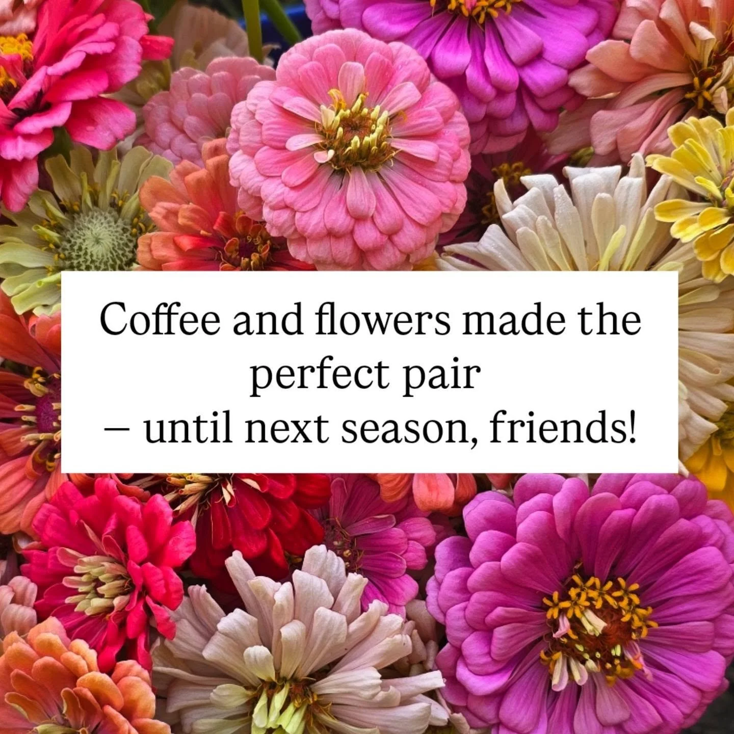 ☕💐 Coffee and flowers made the perfect pair. 

We appreciate each and every one of you who supported us this season, but all good things must come to an end. We hope to see you next summer for some fresh flowers and coffee!

-Buzzy Blooms

#buzzyblo