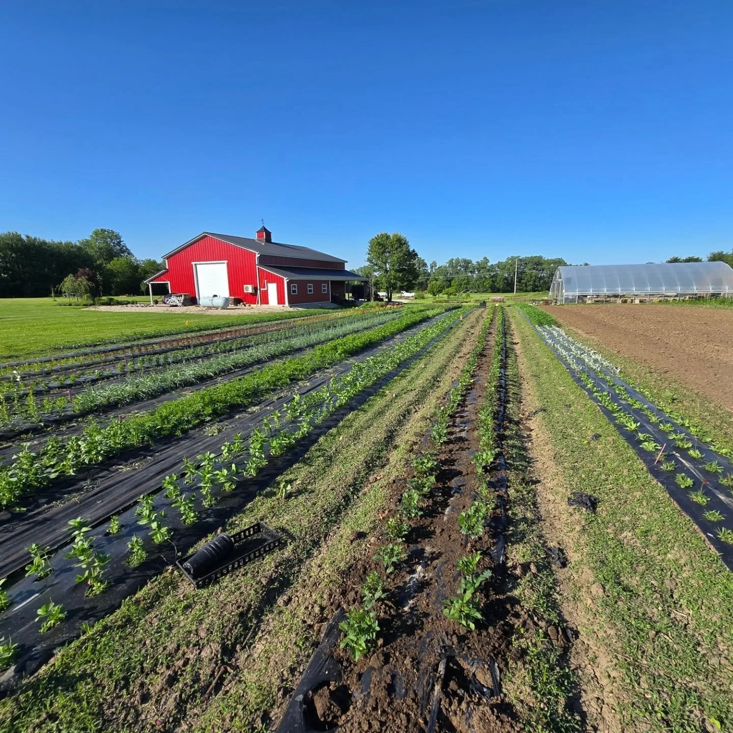 🦋 Farm Update - Dahlias x 288

It's been a while since I've provided a farm update and it's mainly because I cycle between planting....rain ....planting.... kids events....planting ...kids event ....rain.... Are you getting the picture? 

Today, I f