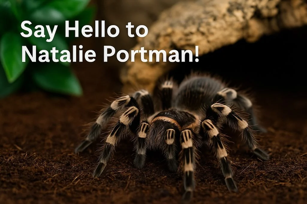 🕷️✨ Say Hello to Natalie Portman! ✨🕷️
Our newest (and most dramatic) rescue made quite the entrance today &mdash; meet Natalie Portman, a Striped-Knee Tarantula who&rsquo;s already turning heads with her bold fashion and graceful presence.

Striped