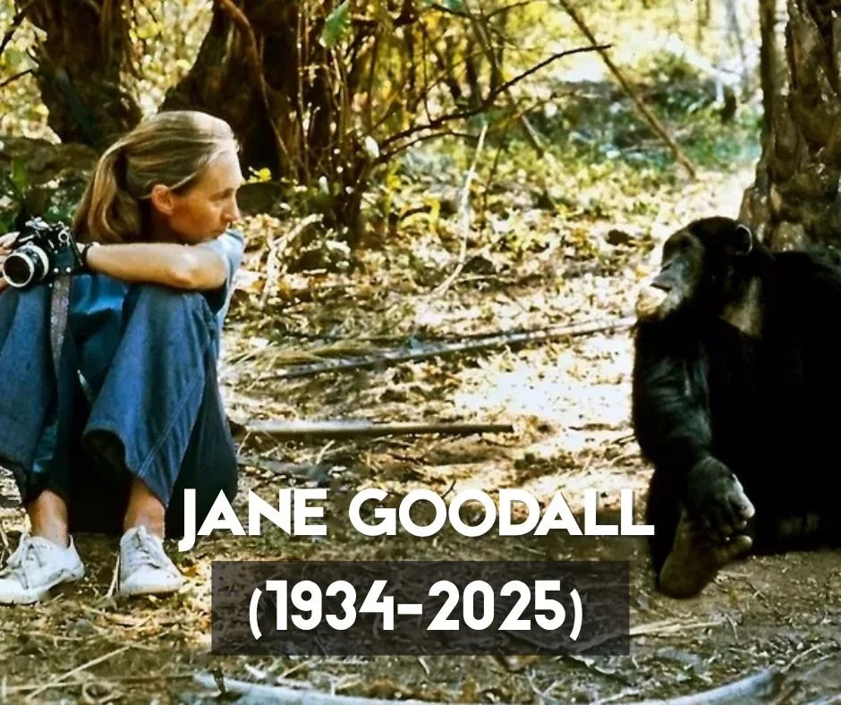 I learned today that Dr. Jane Goodall has passed away. 💔 She was such an important influence in my life. As a child, I would pretend I lived in the rainforest, studying chimpanzees, and read every book she wrote &mdash; from Animal Family in the 90s