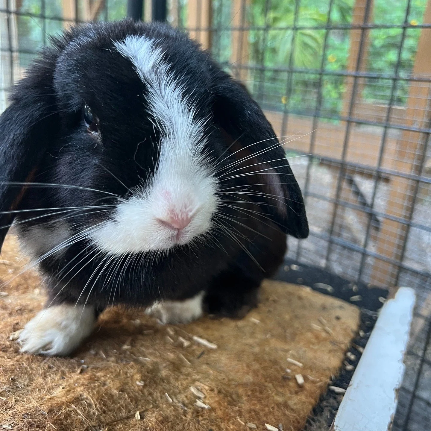 🐰 Meet Our Newest Rescue: A Lucky Little Bunny with a Big Heart 🩷

Early one morning, just as the sun was rising, a kind man on his way to work spotted a small bunny hopping down the busy main road here in our community. Thankfully, he stopped &mda