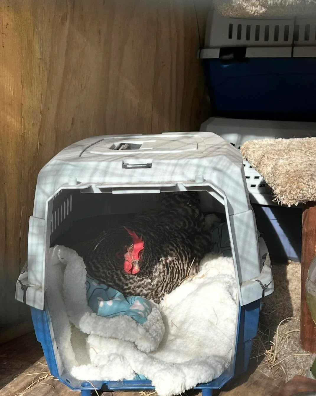 Our &ldquo;Safe Box&rdquo; is full, but our funds are empty. 

Hi friends, I rarely reach out with urgent requests like this, but our rescue is at a critical crossroads.

While we are fortunate to have incredible local organizations like Peggy Adams 