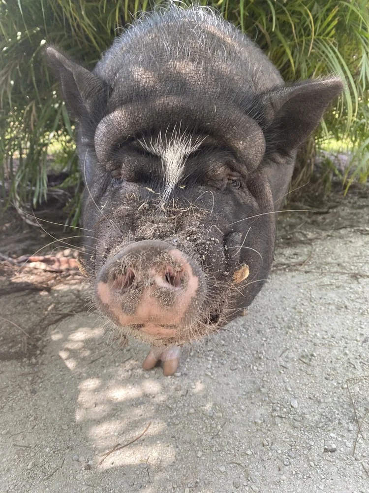 Walter Pig - Sanctuary at Dunn Farms