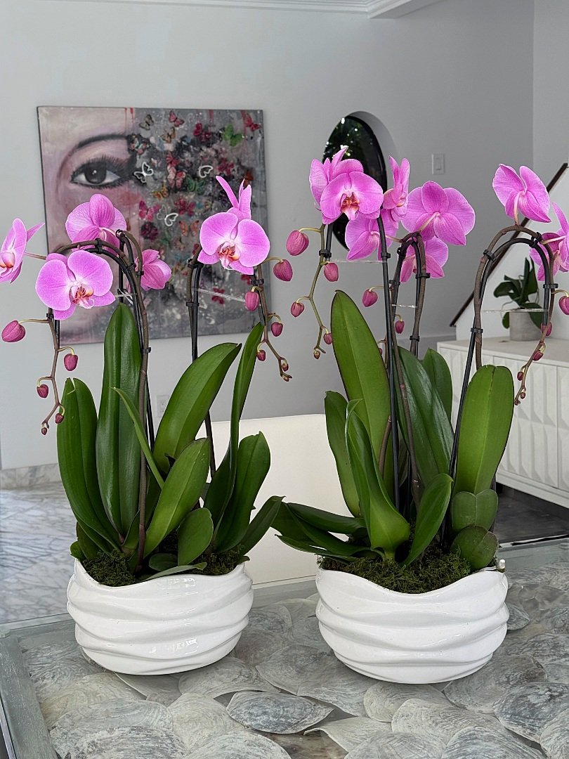 ORCHIDS-7-Two+Rounds+in+Geometric+Vases.jpg