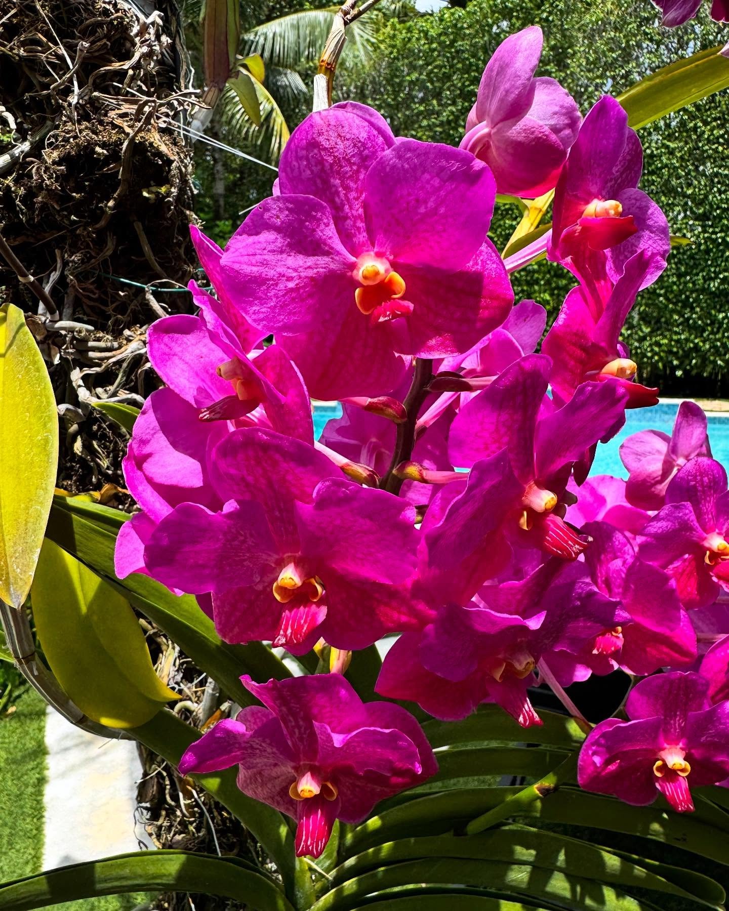 Right now these are my favorites ❤️💕🌺#orchid#orchidarrangement #orchid #orchidlovers #miamibeach