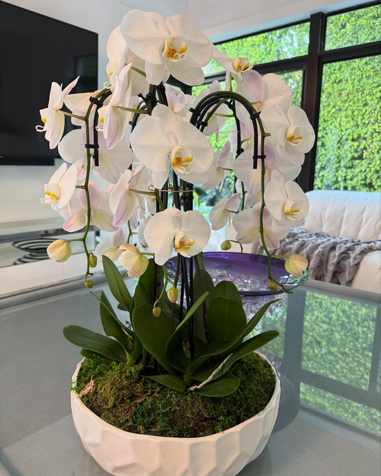 Who wants to give the best teacher gift 🎁 DM or text for custom orders 🌺🌺🌺💕#teachergifts🍎 #orchid #orchidlover #whiteorchids #orchidarrangement