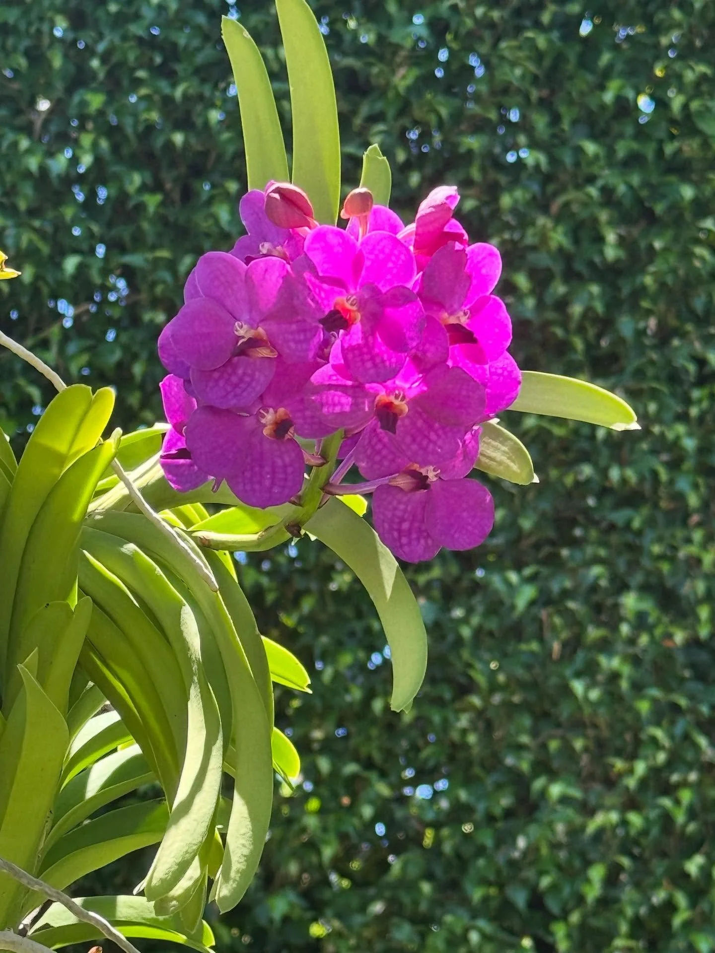 Vanda orchids in full bloom🌺#orchid #orchidlovers #orchidaddict #orchidarrangement #purpleorchids #whiteorchid #orchidarrangement#miamibeach