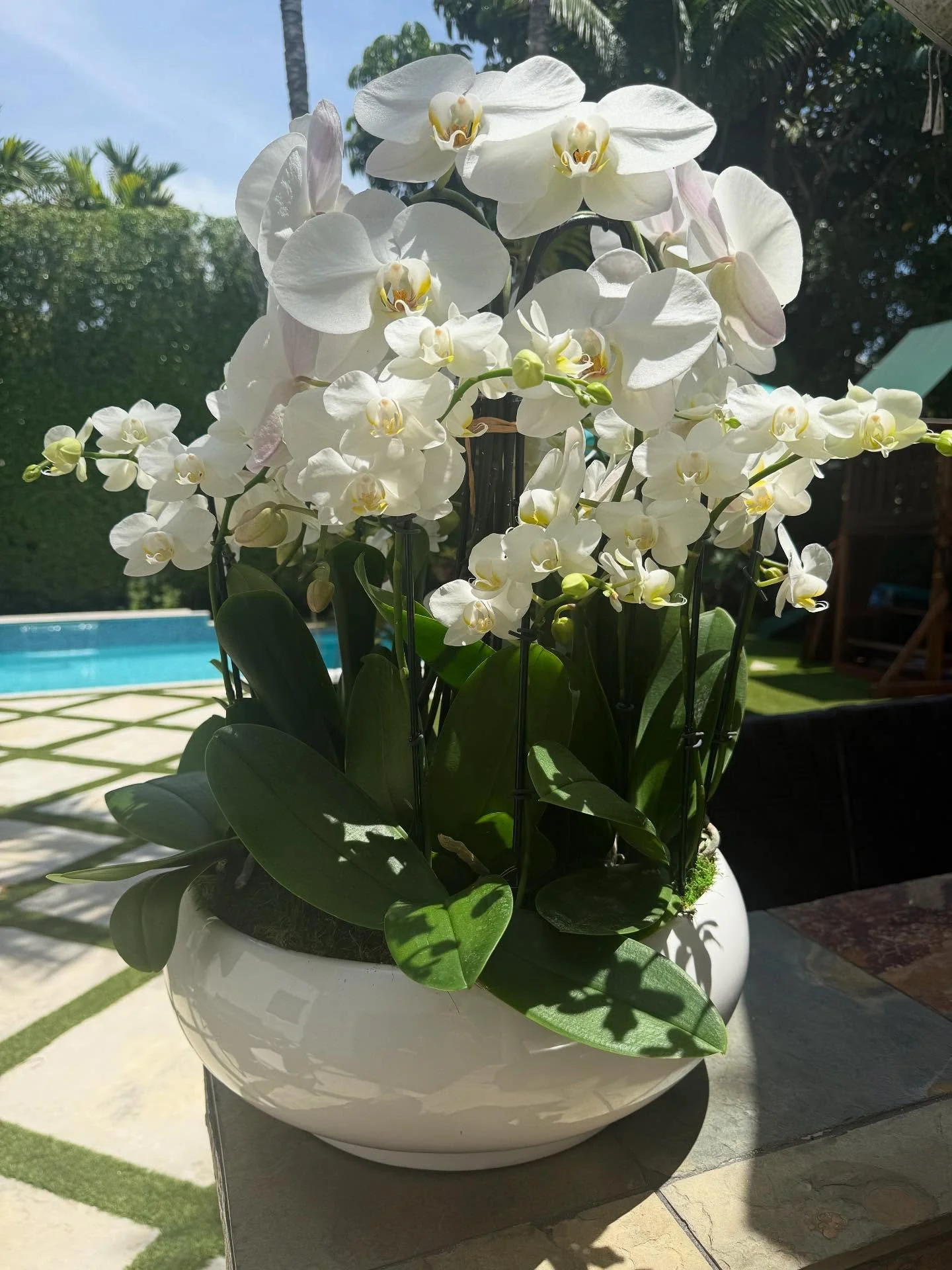 Happy Labor Day!🇺🇸❤️❤️❤️#orchid #orchidoftheday #whiteorchids #whiteorchid #laborday #orchidarrangement #phaelenopsis #miamibeach #miamibeaches #miamibeachlife