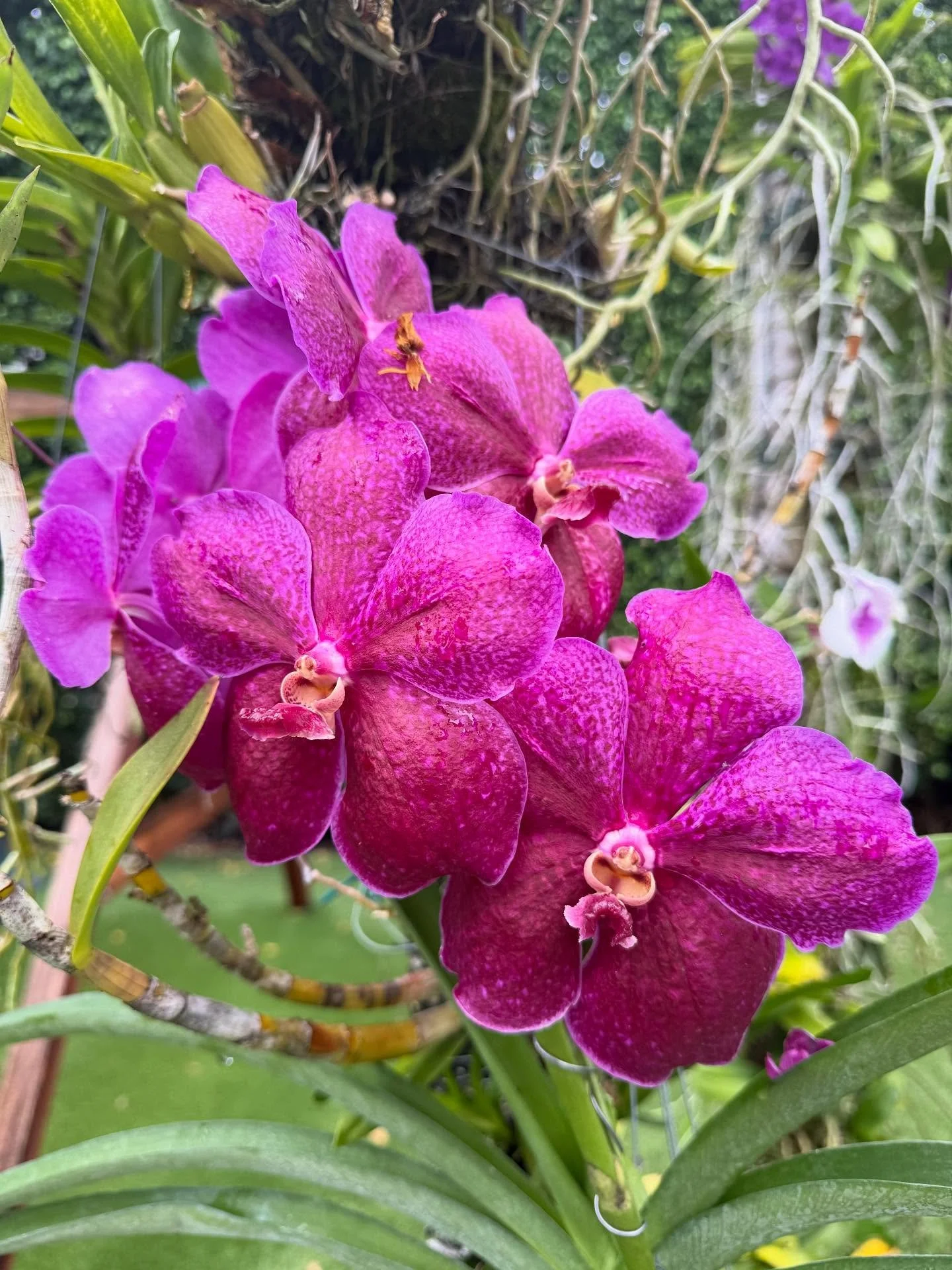 The vandas are loving the Florida heat and sun!!! The colors are magnificent! Enjoying every second of my garden 🌸🌸🌸🌸🌸💕💕💕💕💕💕 #orchid #orchidlovers #orchidflower #purpleorchid #orchidarrangement #miamibeach #miamibeachlife #orchids #orchidw