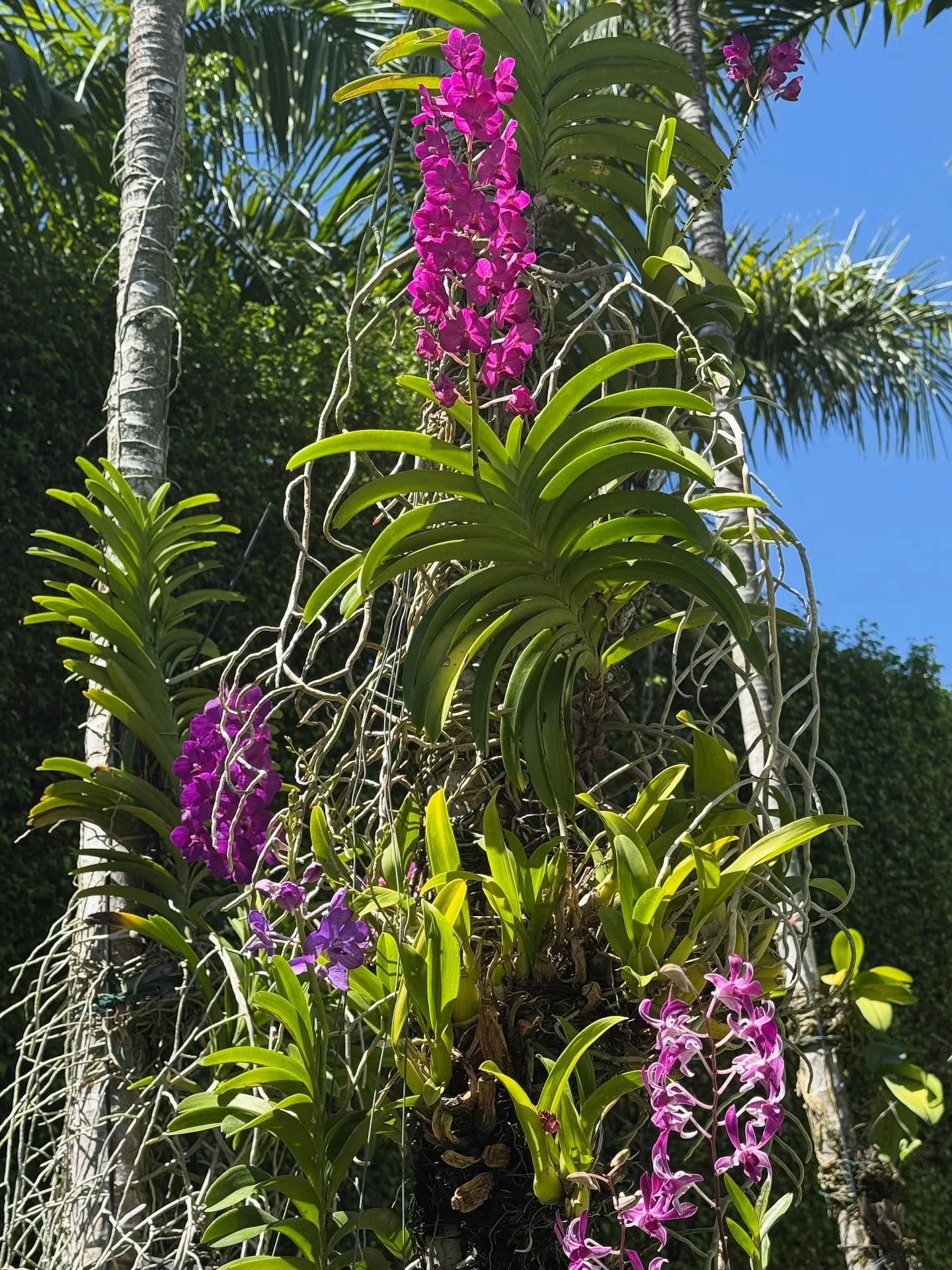 Vandas and dendrobias are going crazy! Love it! 💕💕🌺🌺🌺🌺🌺💕💕🌺🌺🌴🌴🌴🌴🌴🪴🪴#orchid #orchids #orchidlovers #orchidenthusiast #orchidarrangement #orchidlovers #phaelenopsis #miamibeach #miamibeaches #miamibeachlife