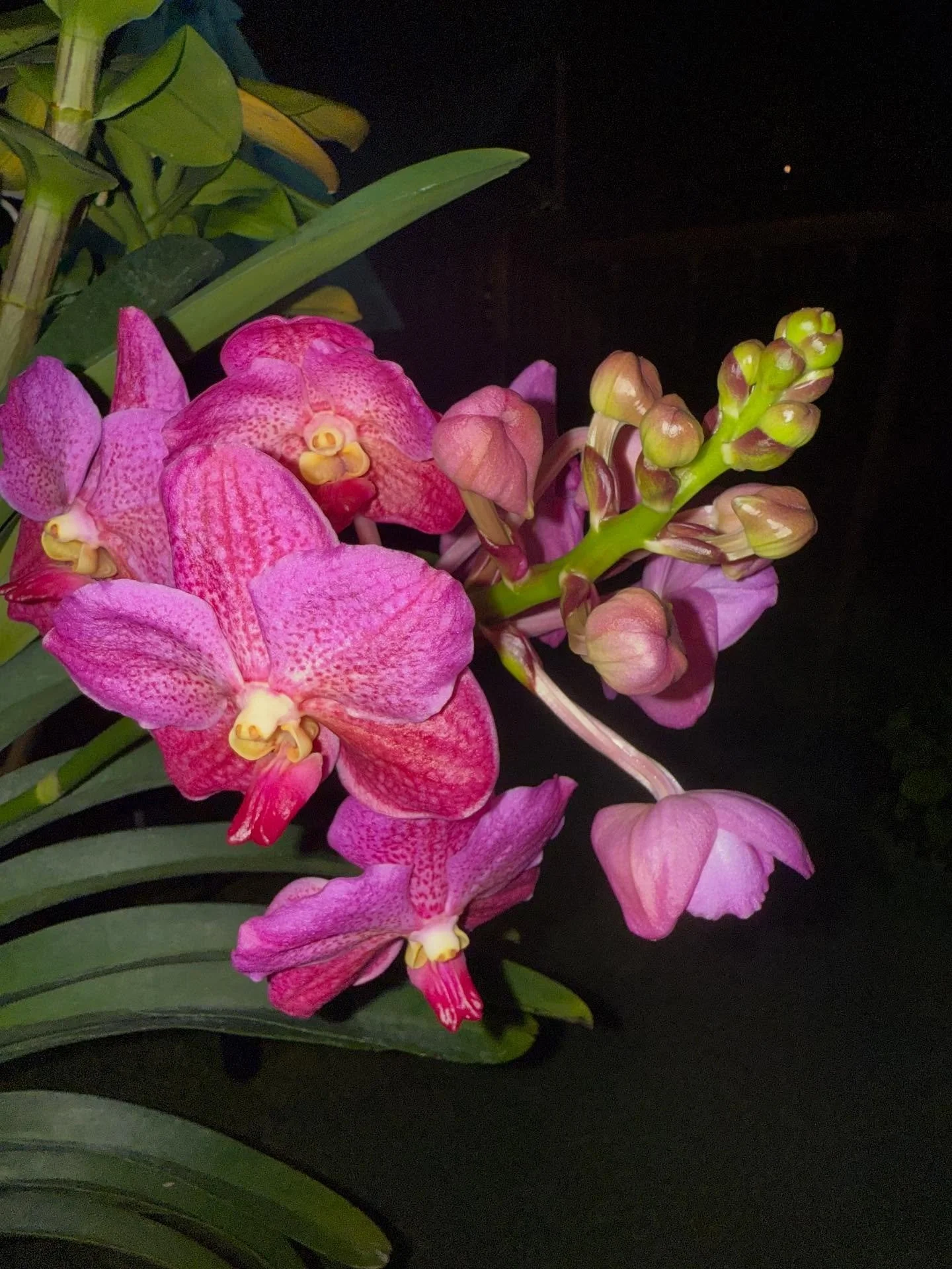Garden in full bloom! #vandas #dendrobianorchids #orchidarrangement #orchidarrangements #miamibeach #miamibeaches #garden #ilovemygarden #miamibeachlife