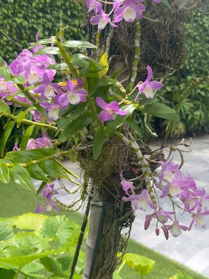 Spring has spring #orchid #orchidlover #orchids #miamibeach #miamibeachlife