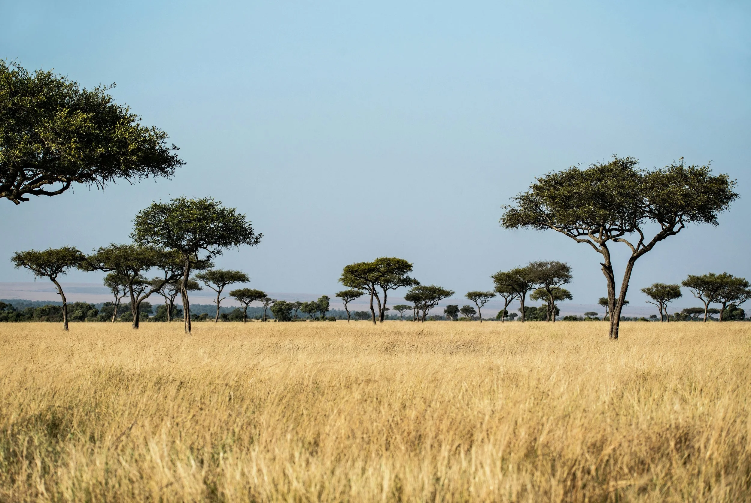 Kenya-Trees.jpg