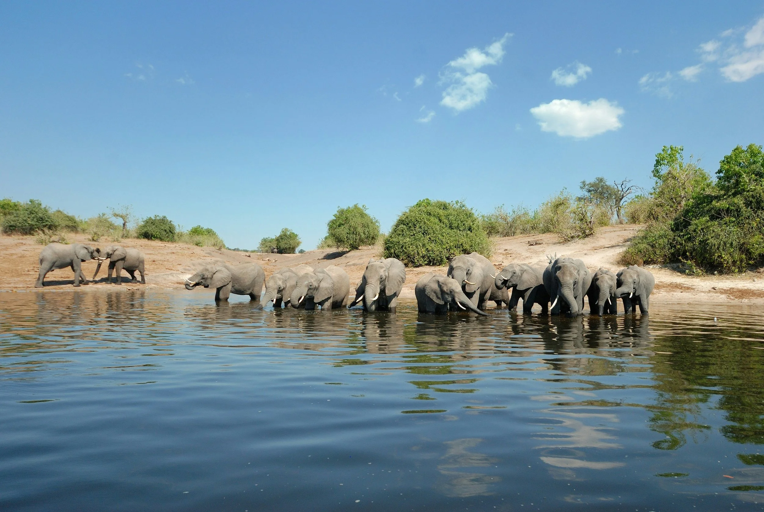 Botswana Elephants Drinking.jpg