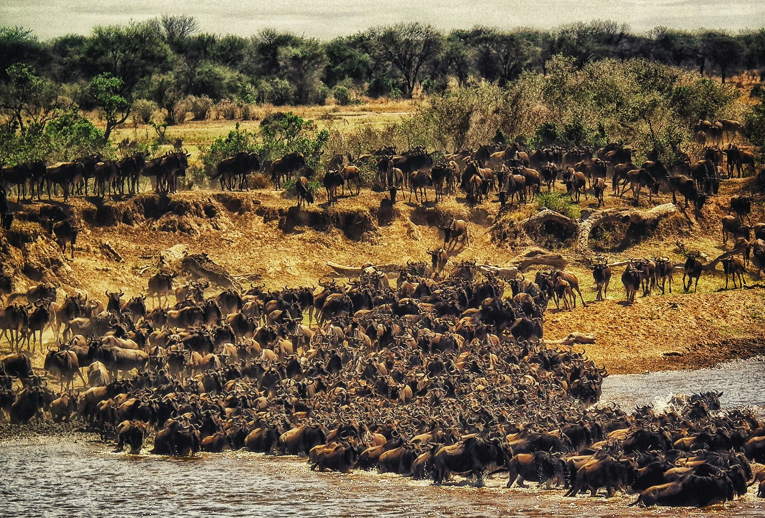 Kenya Great Migration