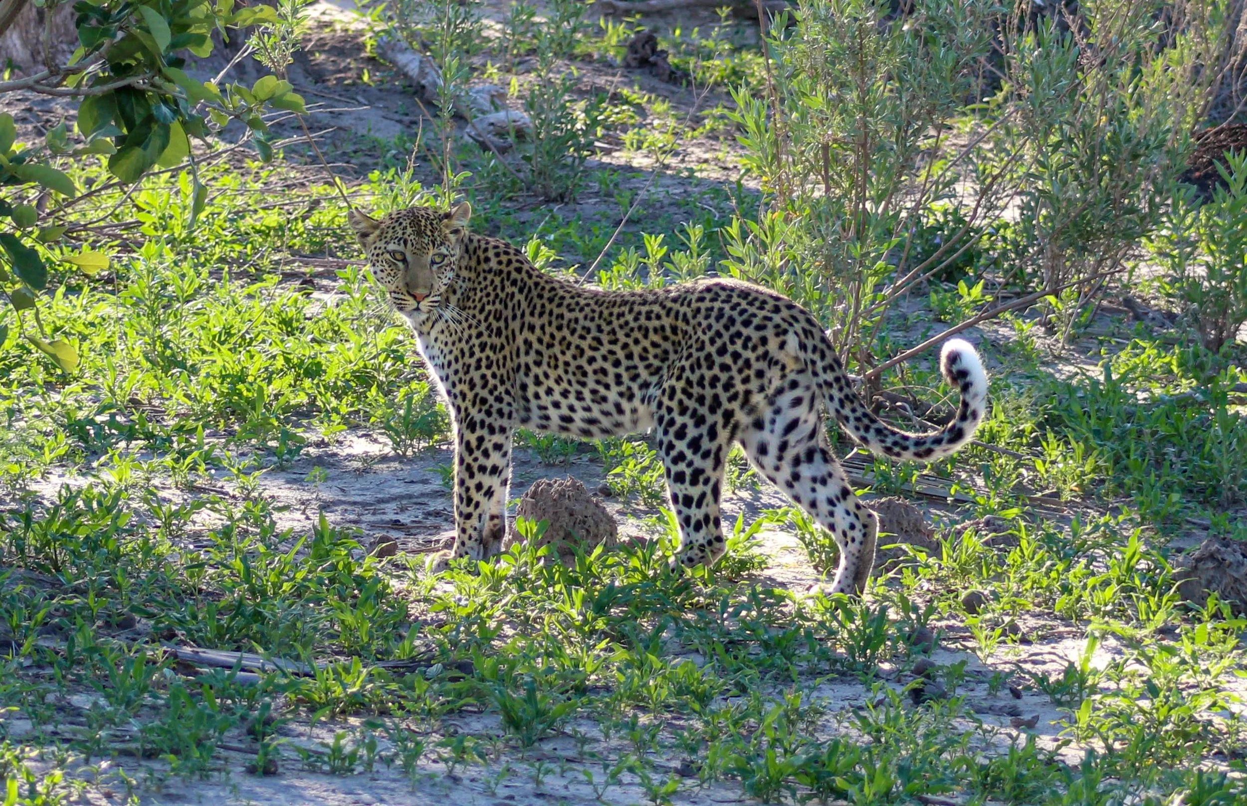family friendly safari
