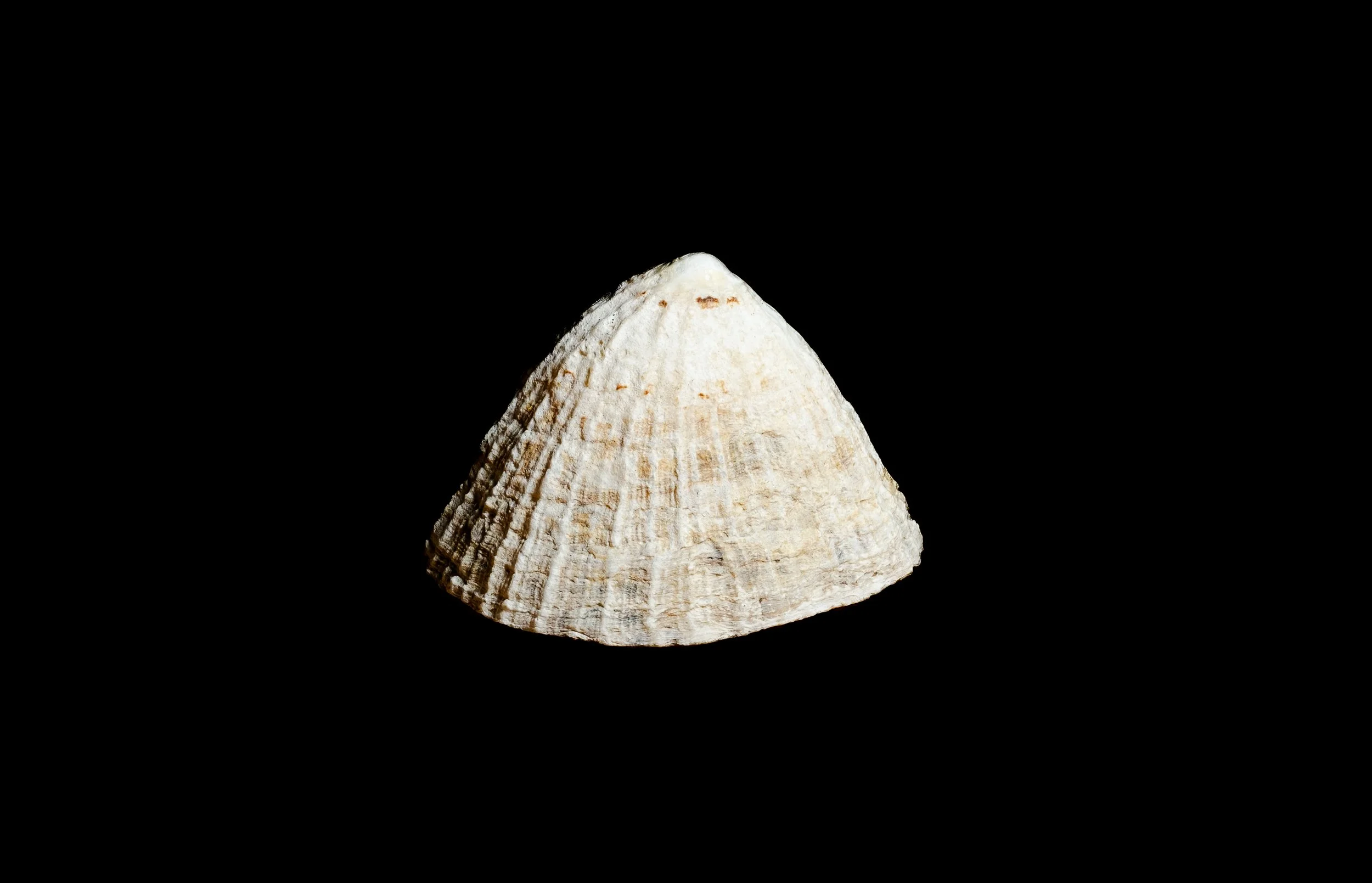 Finn_Riedel-muschel_stack.jpg