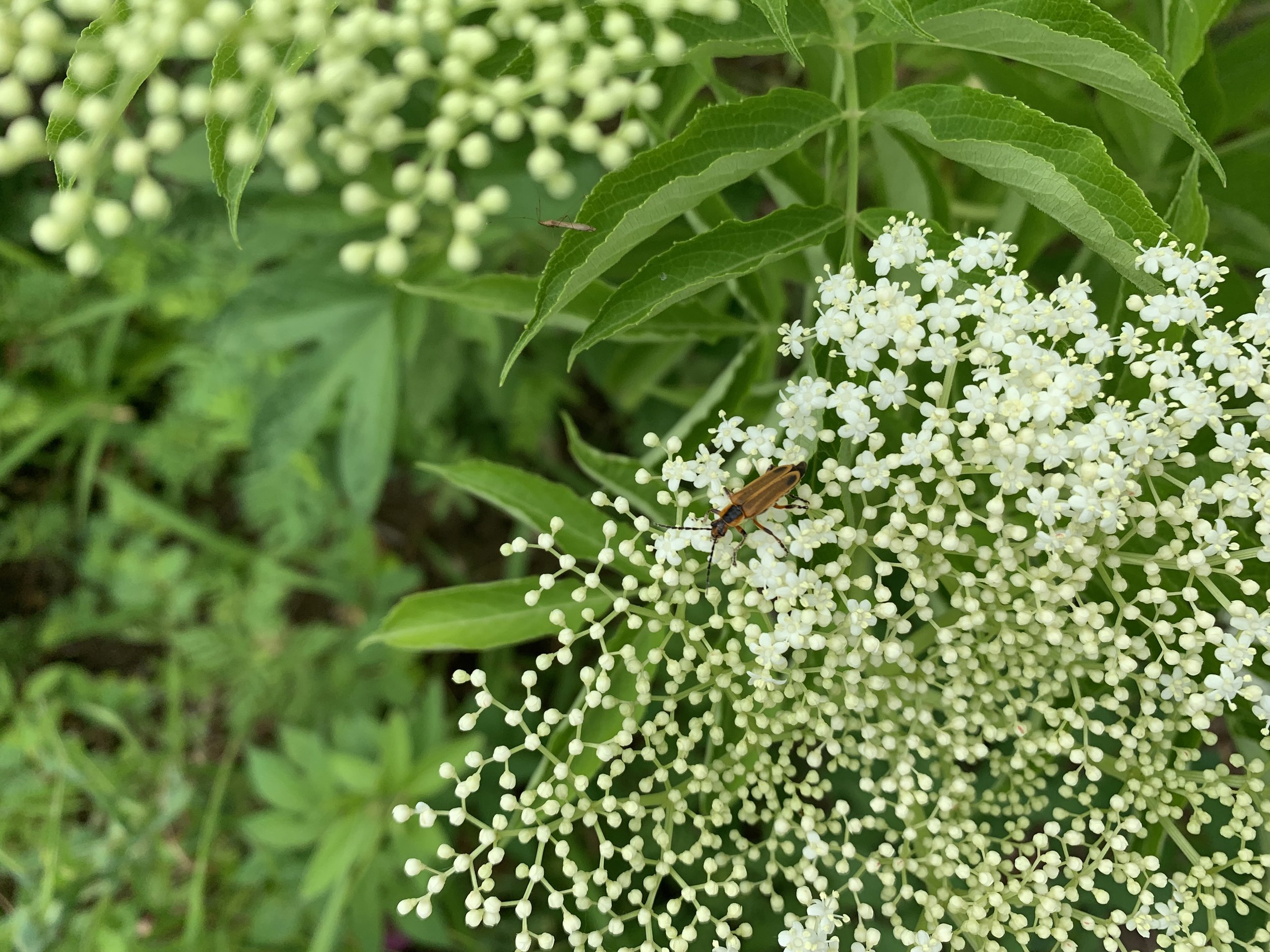 Insects making use of early summer elderberry blooms in a wetland garden.