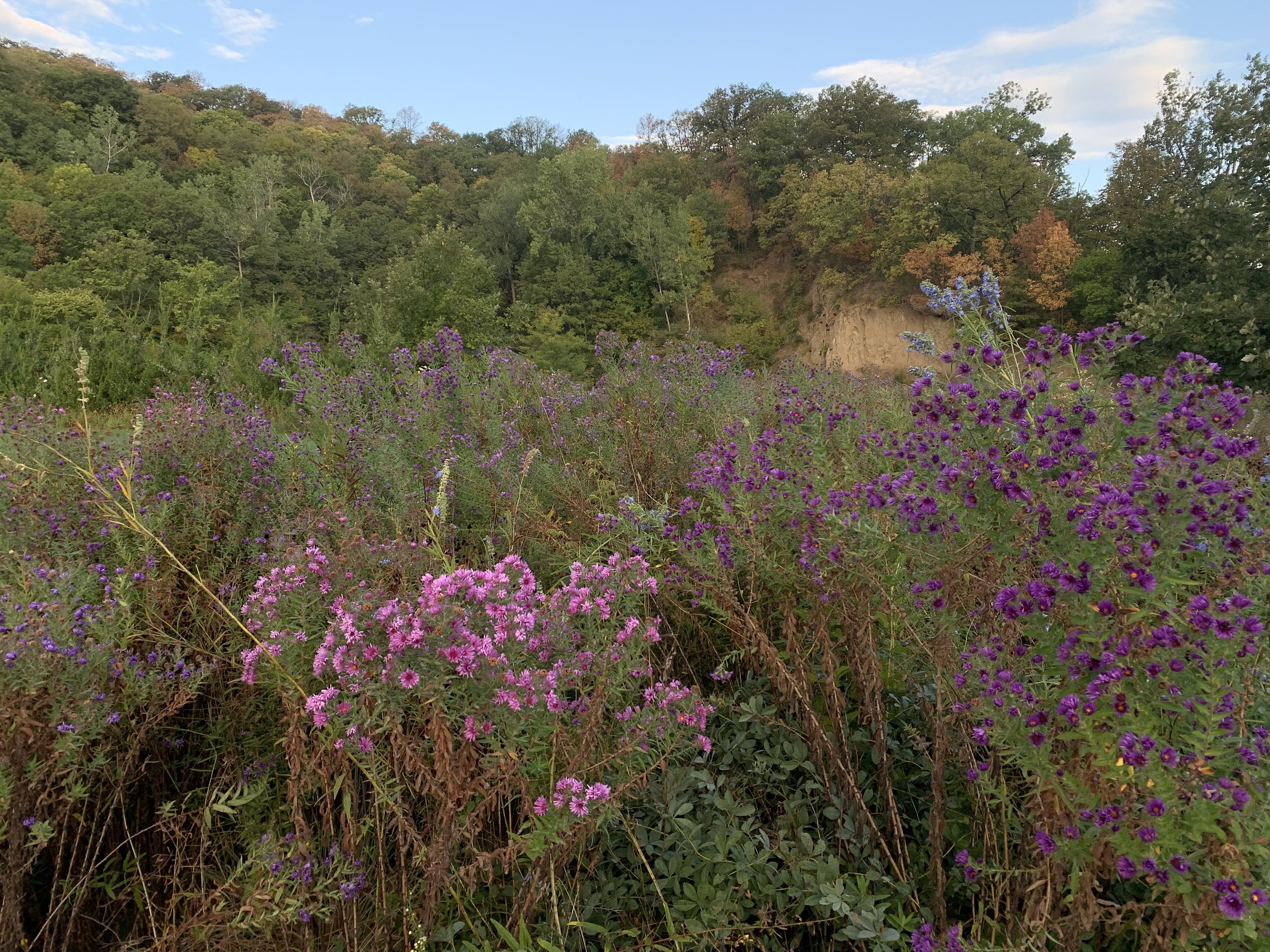 Fall blooming asters at the quarry garden.
