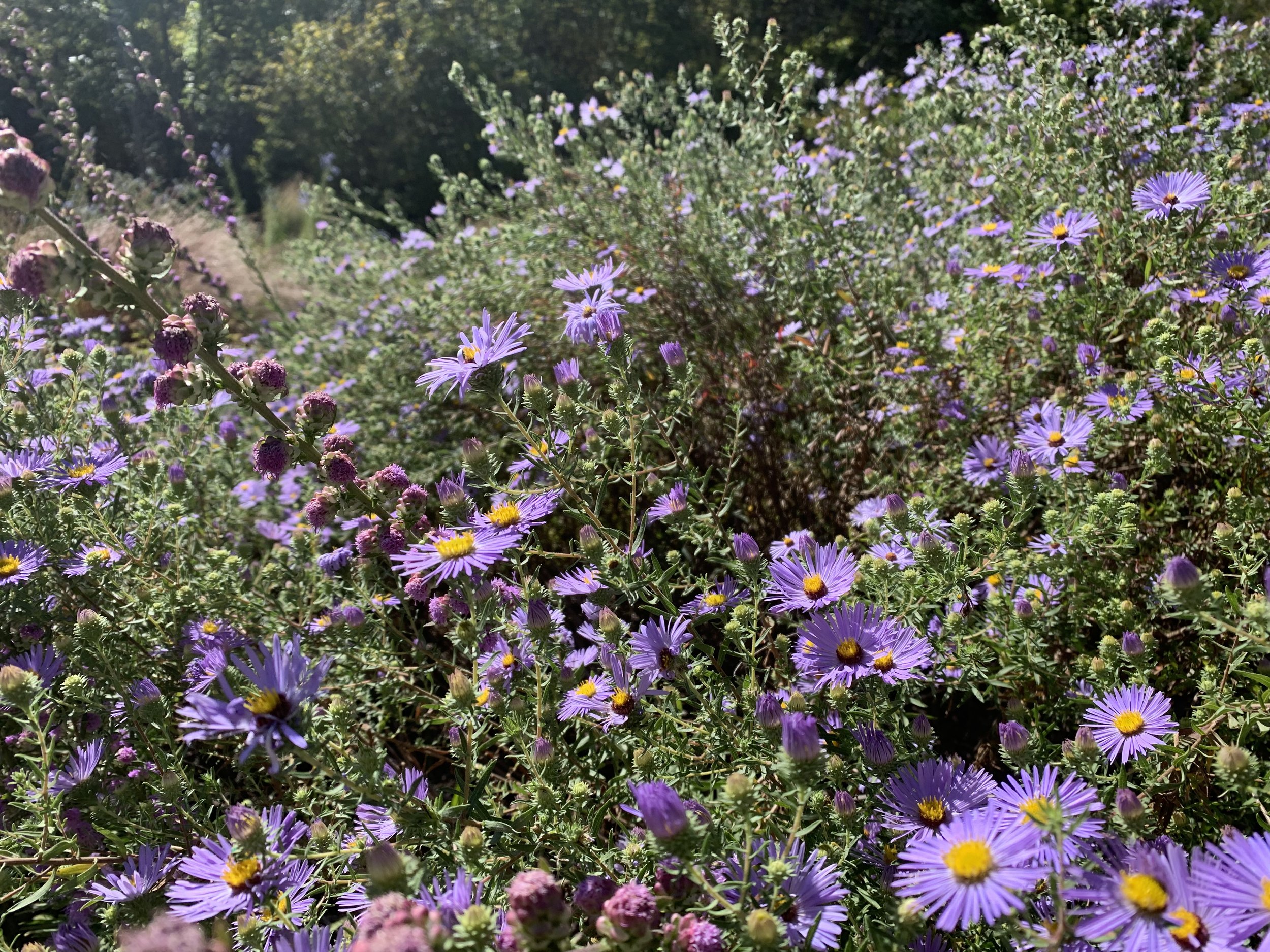 Late fall is the time for purple to shine in the landscape. Asters and blazing star are shown here.