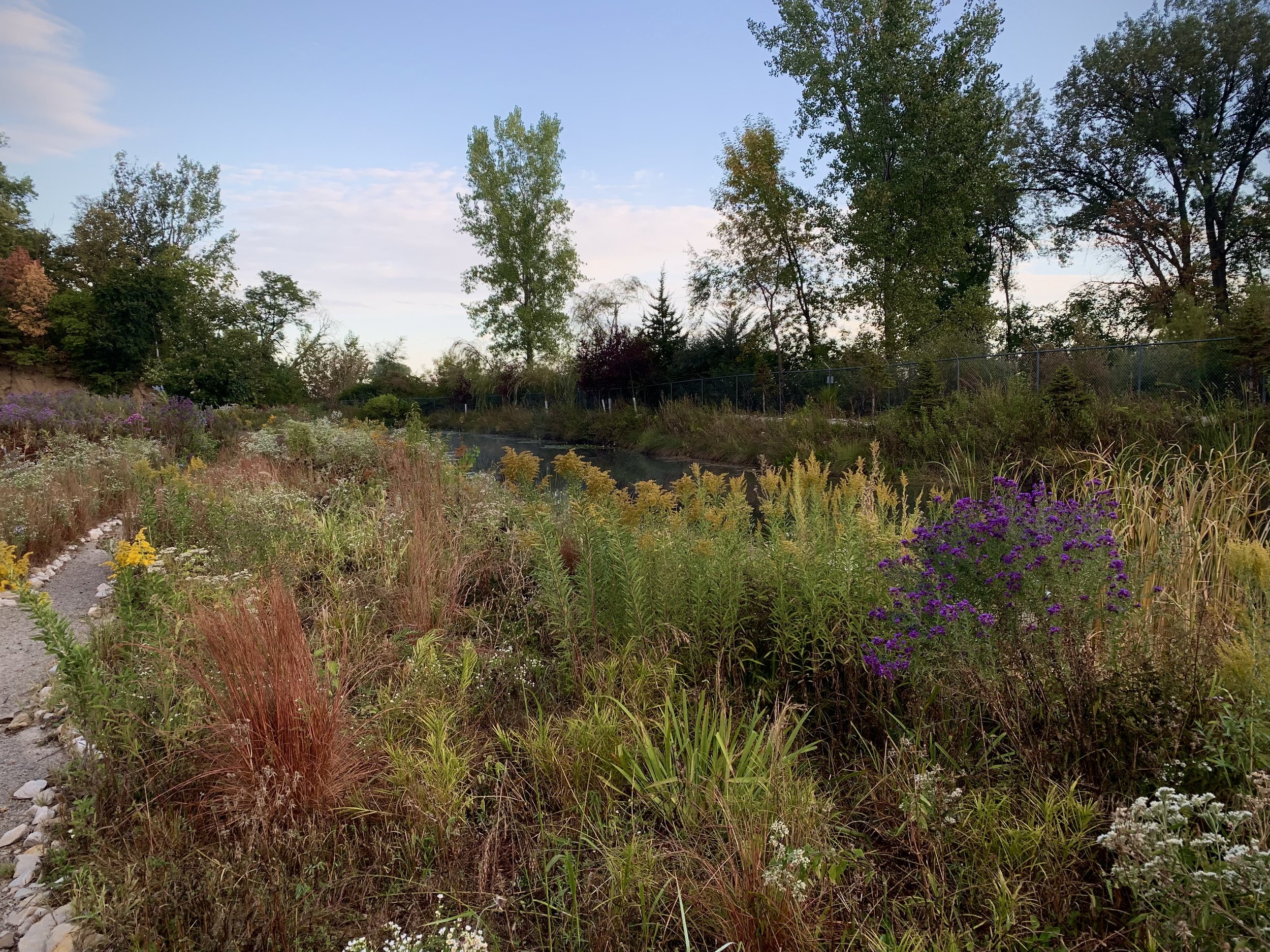 Goldenrod, asters, and little bluestem steal the show in this prairie garden during the fall.