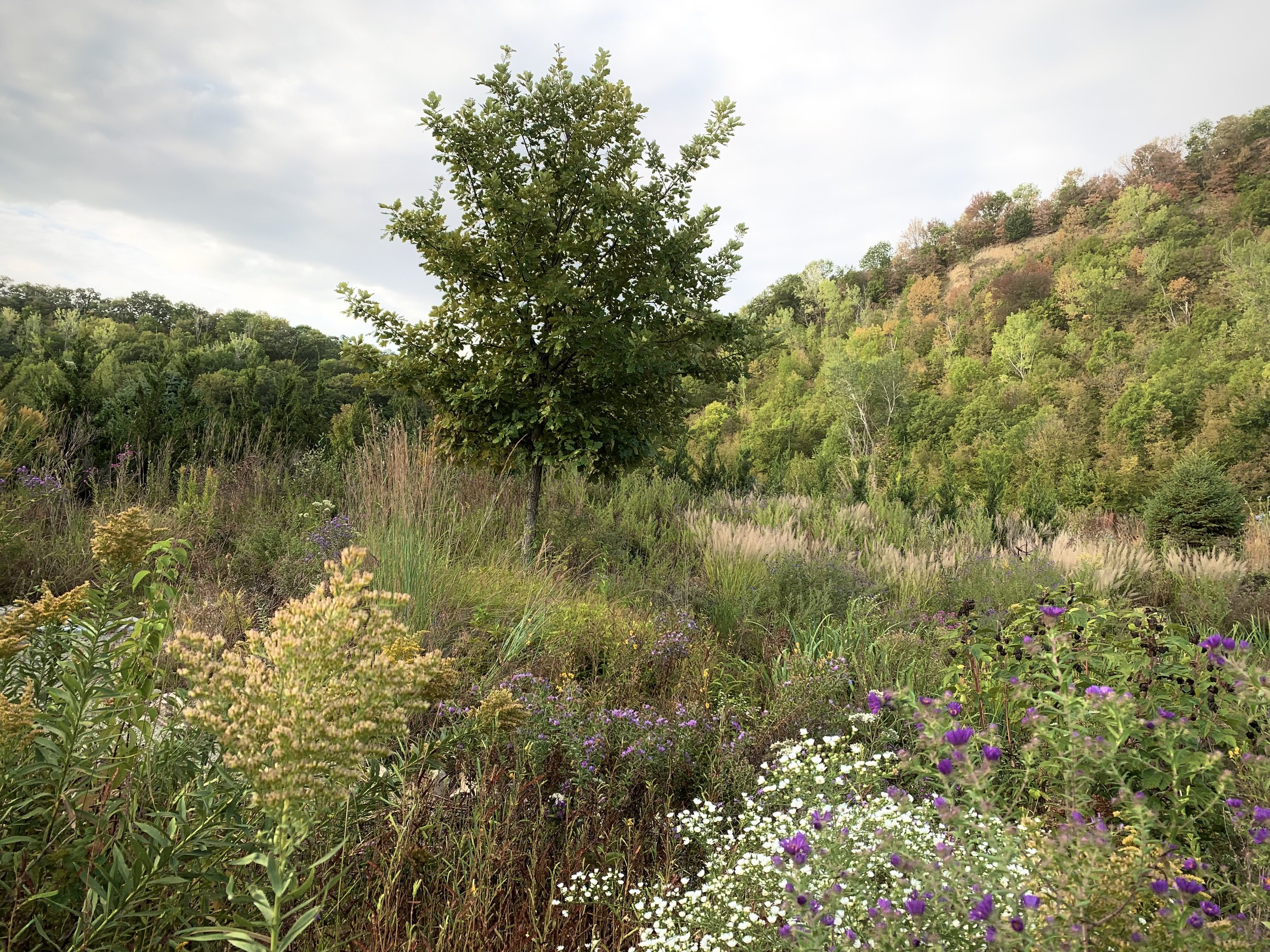 Prairie garden that smacks of oak savanna with this bur oak specimen growing right in the center of it all.