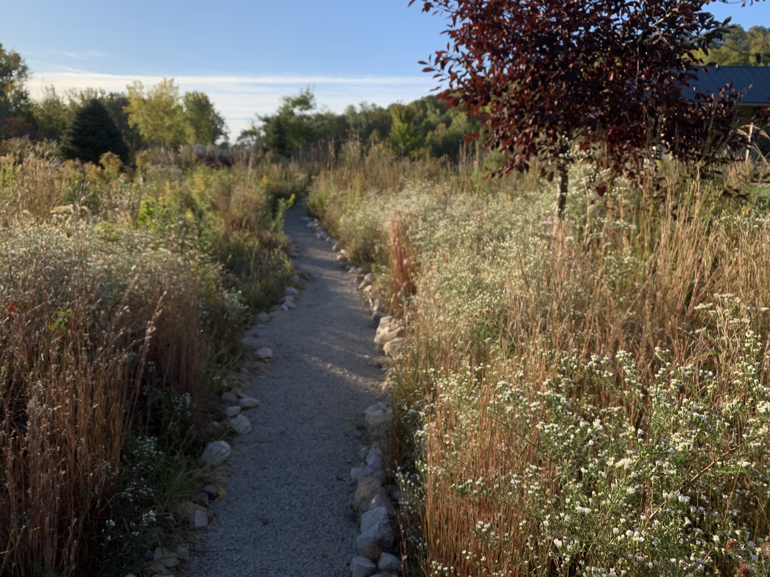 Prairie gardens can come in many different heights. This mid-height prairie nicely encloses a gravel path at the quarry garden.