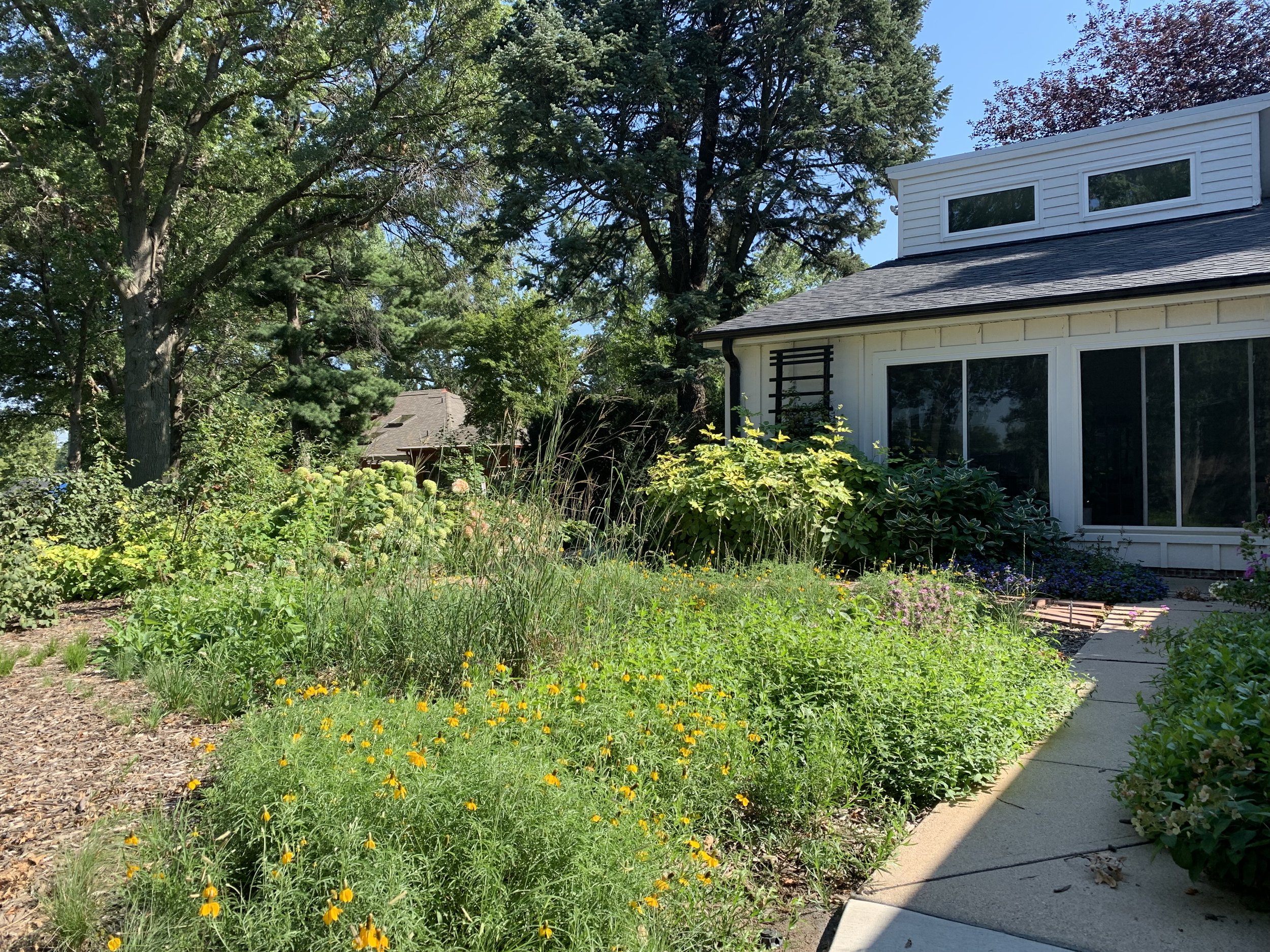 First year growth of a lawn conversion prairie garden.