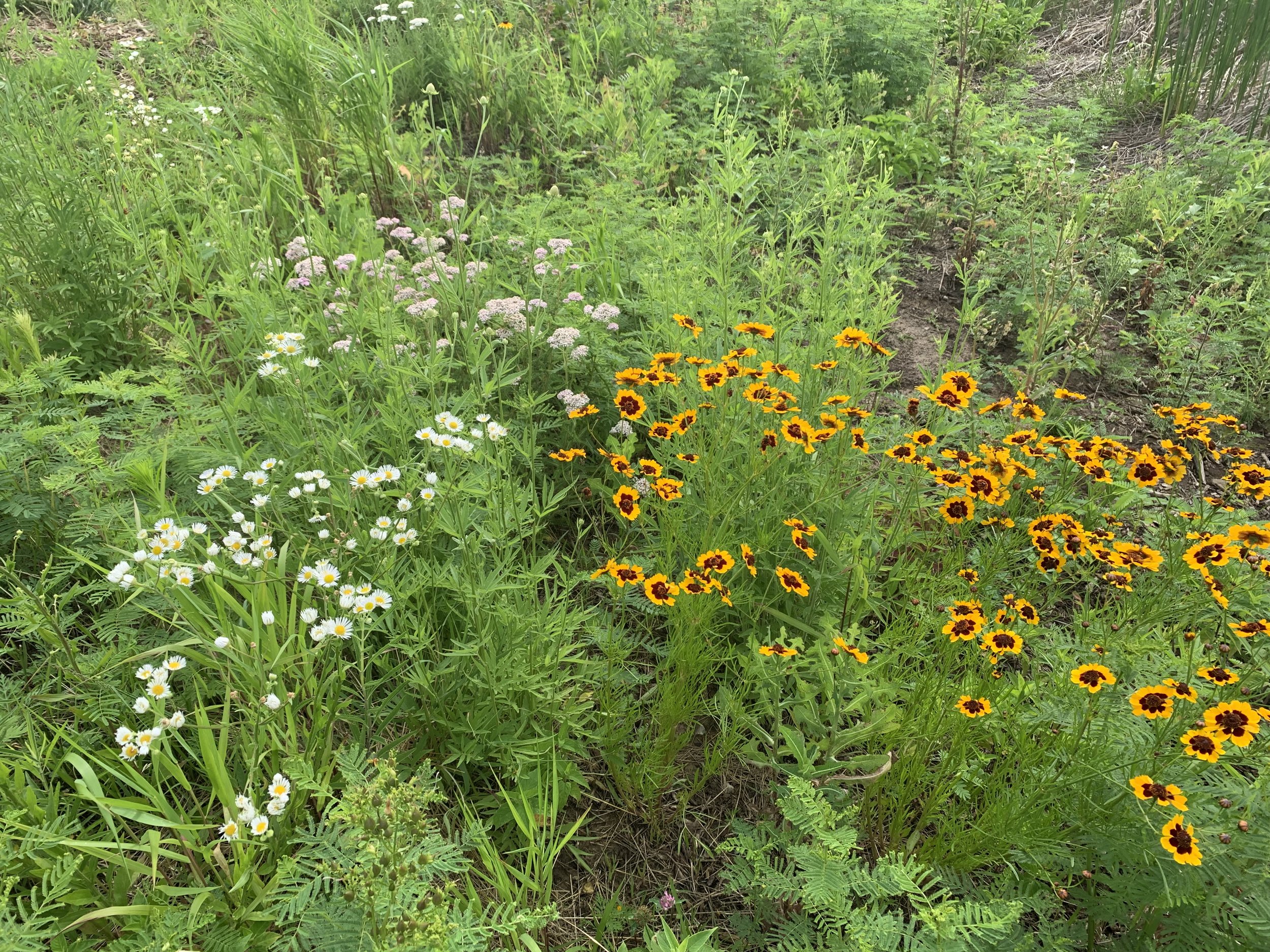 Wetland prairie blooms at Water's Edge church.