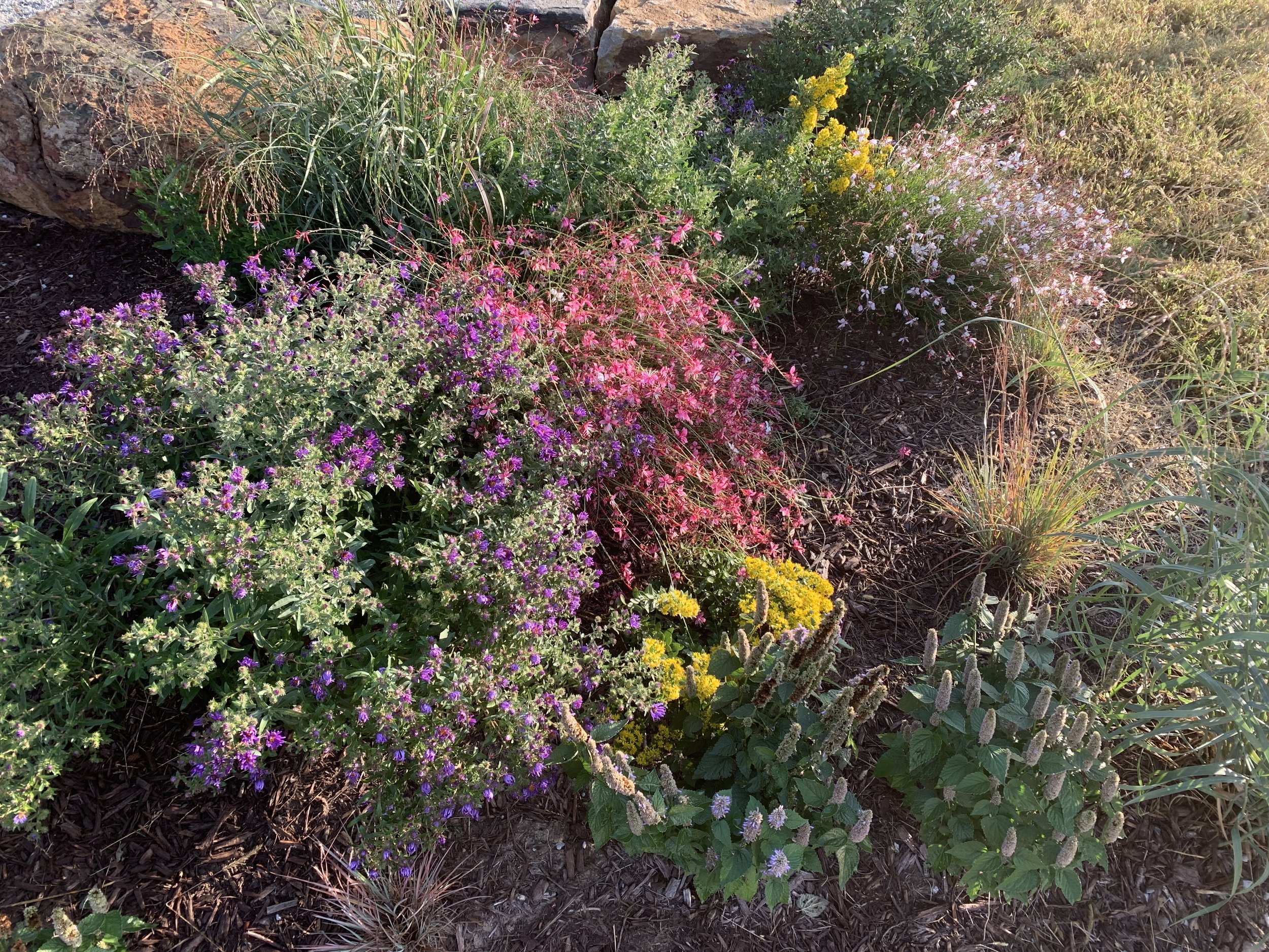 Multi-colored matrix of prairie forbs bloom together at Water's Edge church.