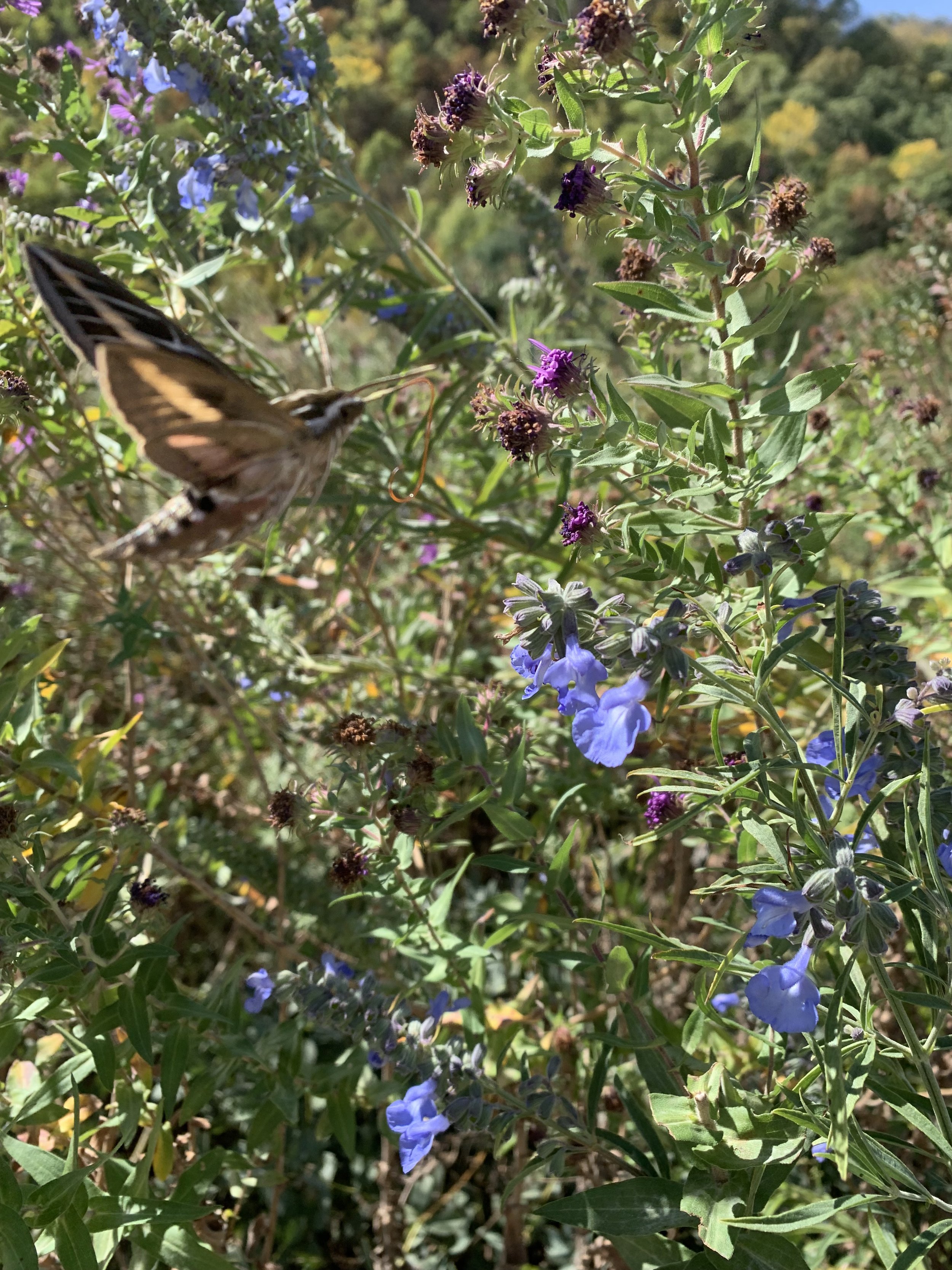 Moth larger than a hummingbird takes advantage of pitcher sage blooms.