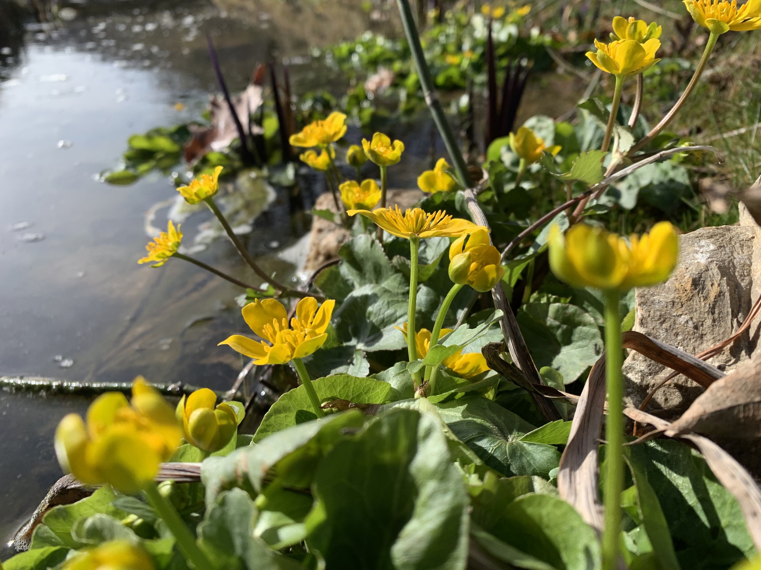 Marsh marigolds in a wetland garden blooming early in the spring, by mid-April.