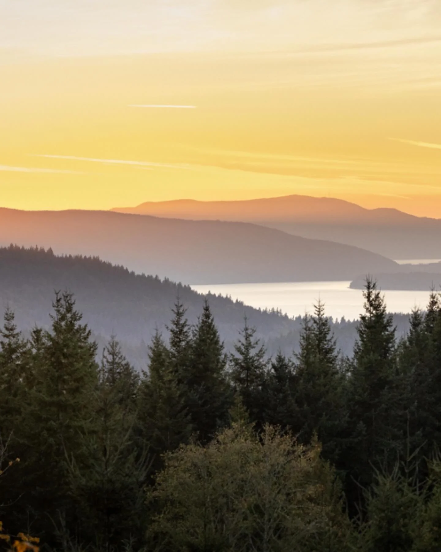 Why mountain bikers should elope at Galbraith Mountain in Bellingham, Wa

1. 70 legendary miles of trails. From flowy singletrack to technical descents Galbraith has options for everyone.

2. A beautiful forest of evergreen trees and splashes of purp