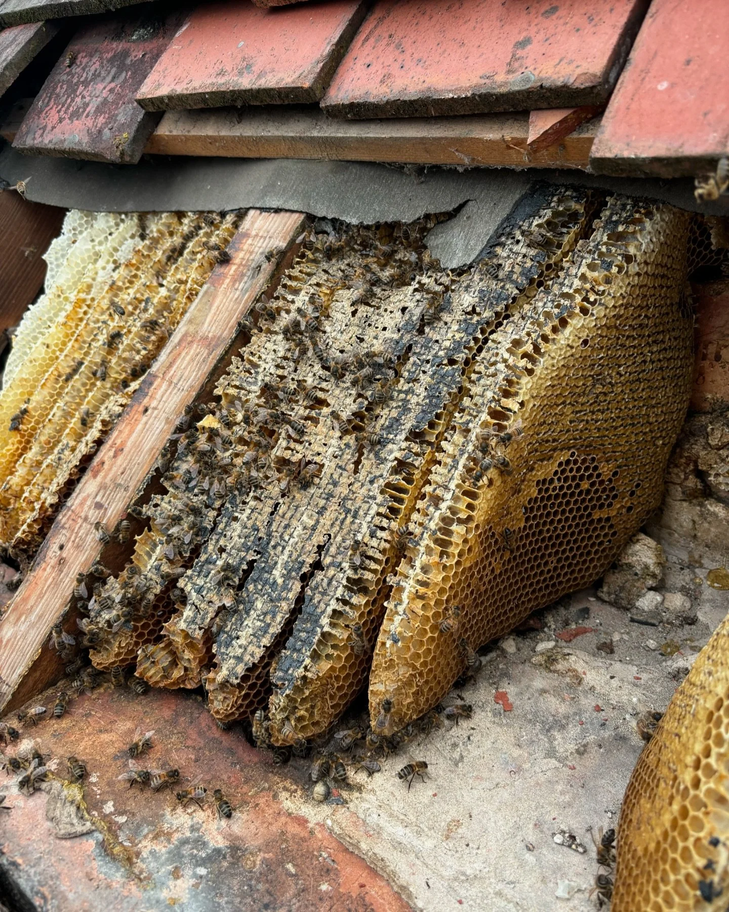 A beautiful honeycomb nestled at the top of a disused chimney that had been capped just below the roof line. 

Safely removed and relocated to a local hive where these bees can keep doing their thing. 

Always incredible to see the work they put into