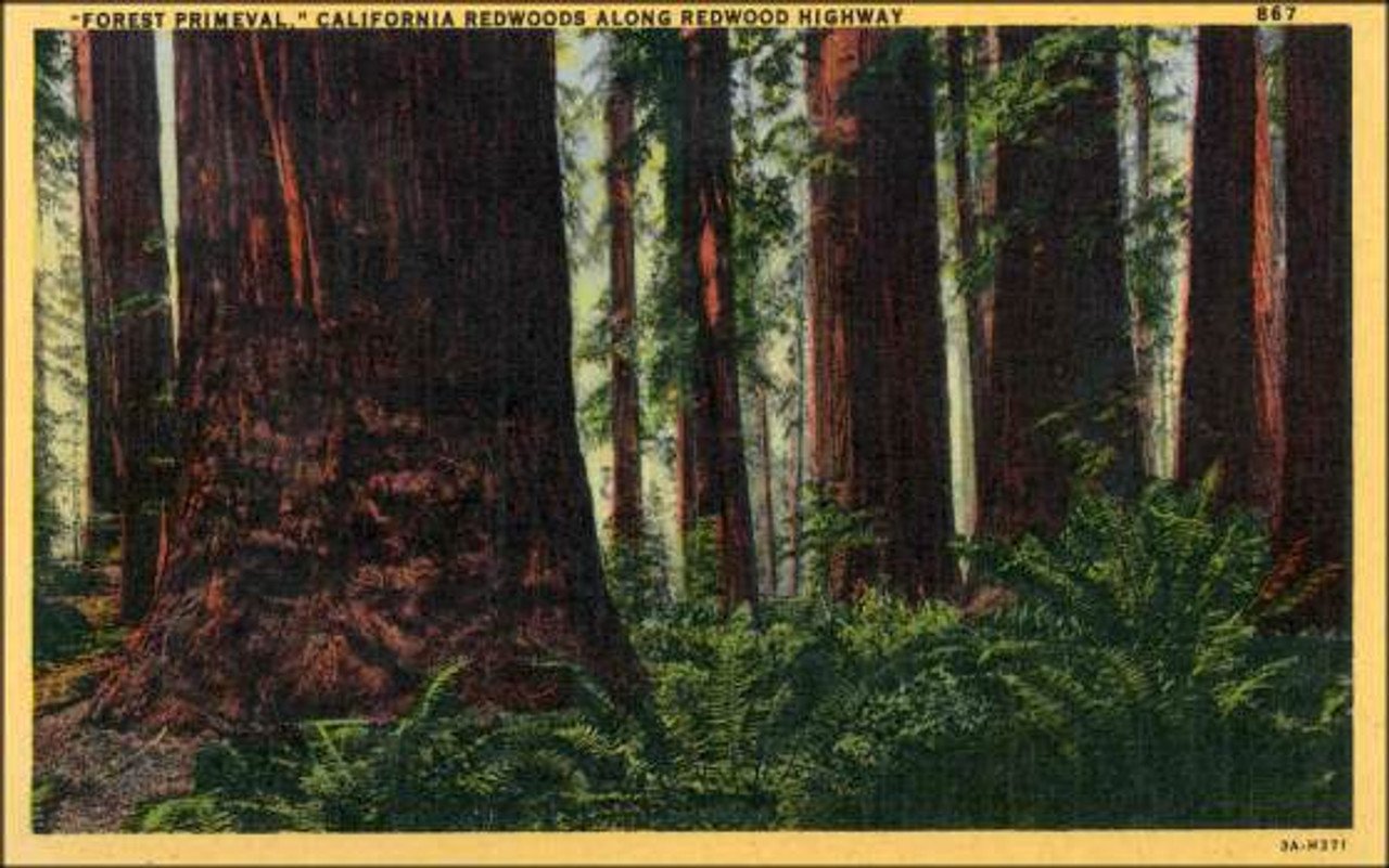 forest-primeval-california-redwoods-postcard-50__79638.jpg