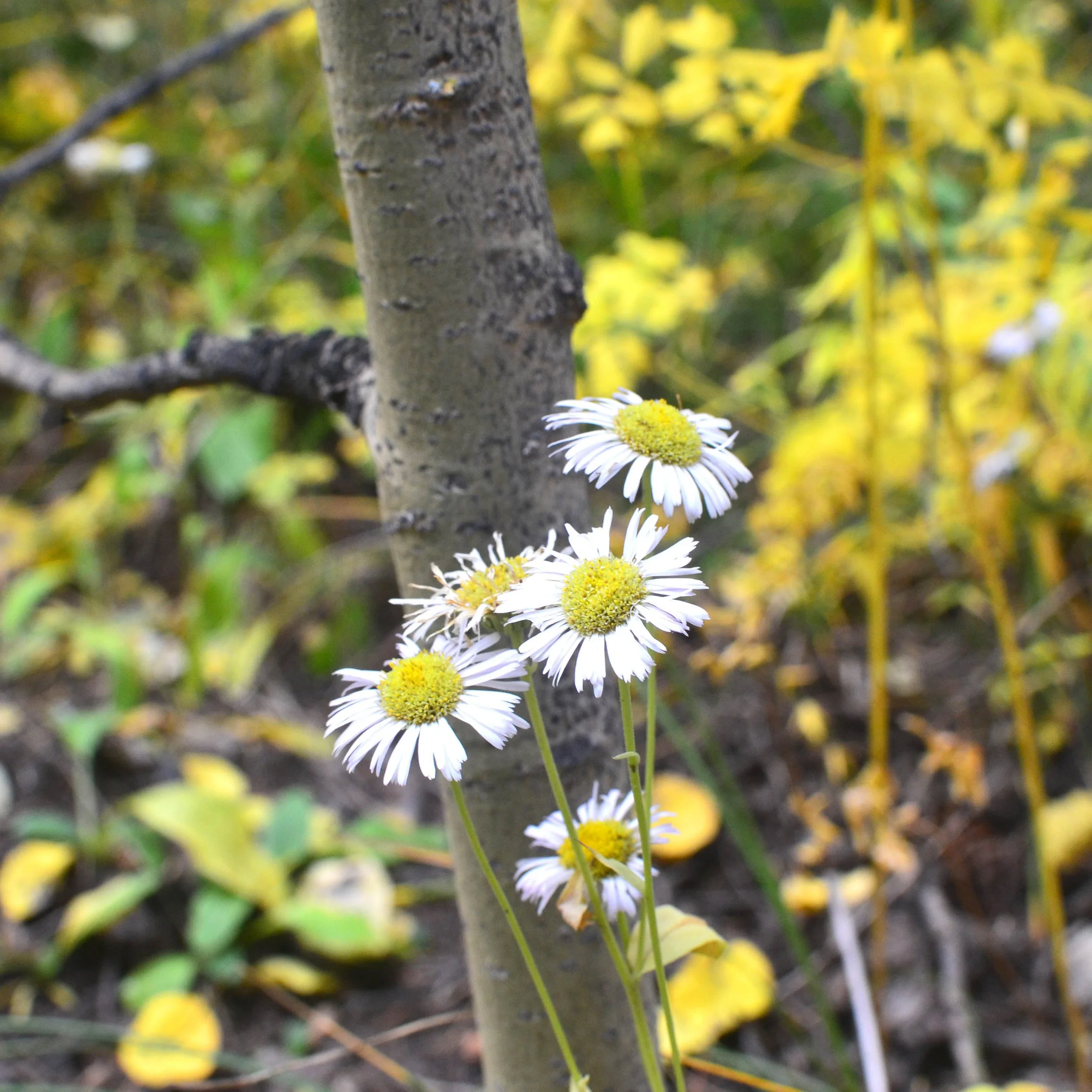 fall daisy.1.jpg