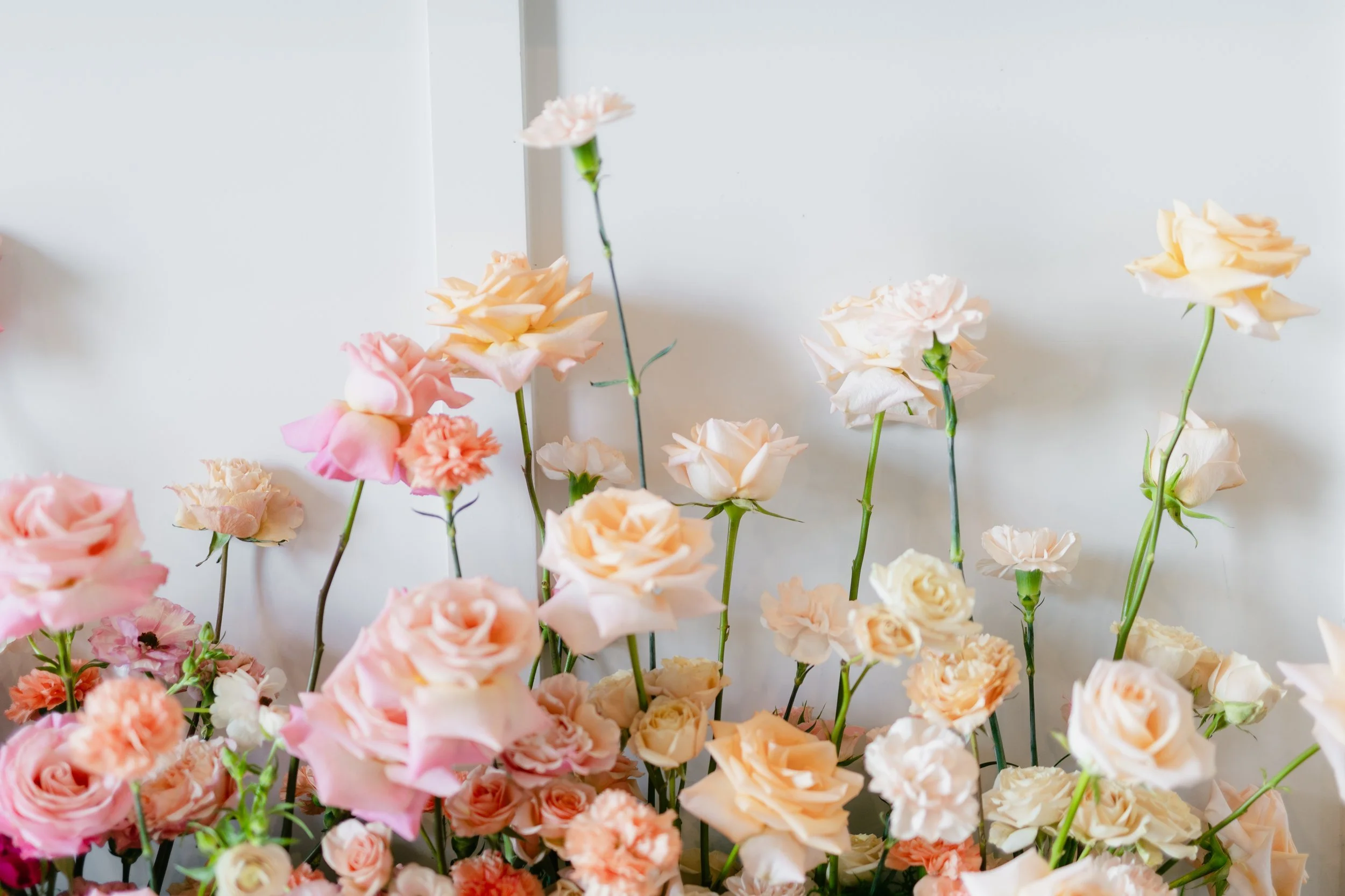 Blush, peach and pink roses against a white wall