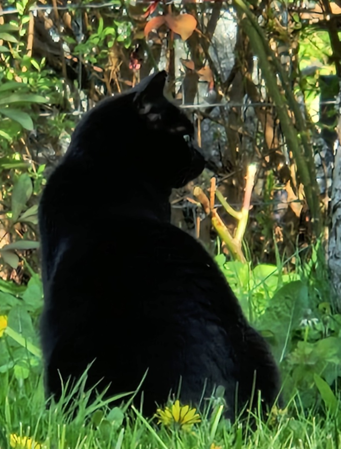 En sort kat sidder i en have omgivet af grønne planter og gule blomster.
A Black cat sitting in a garden surrounded by green plants and yellow flowers.