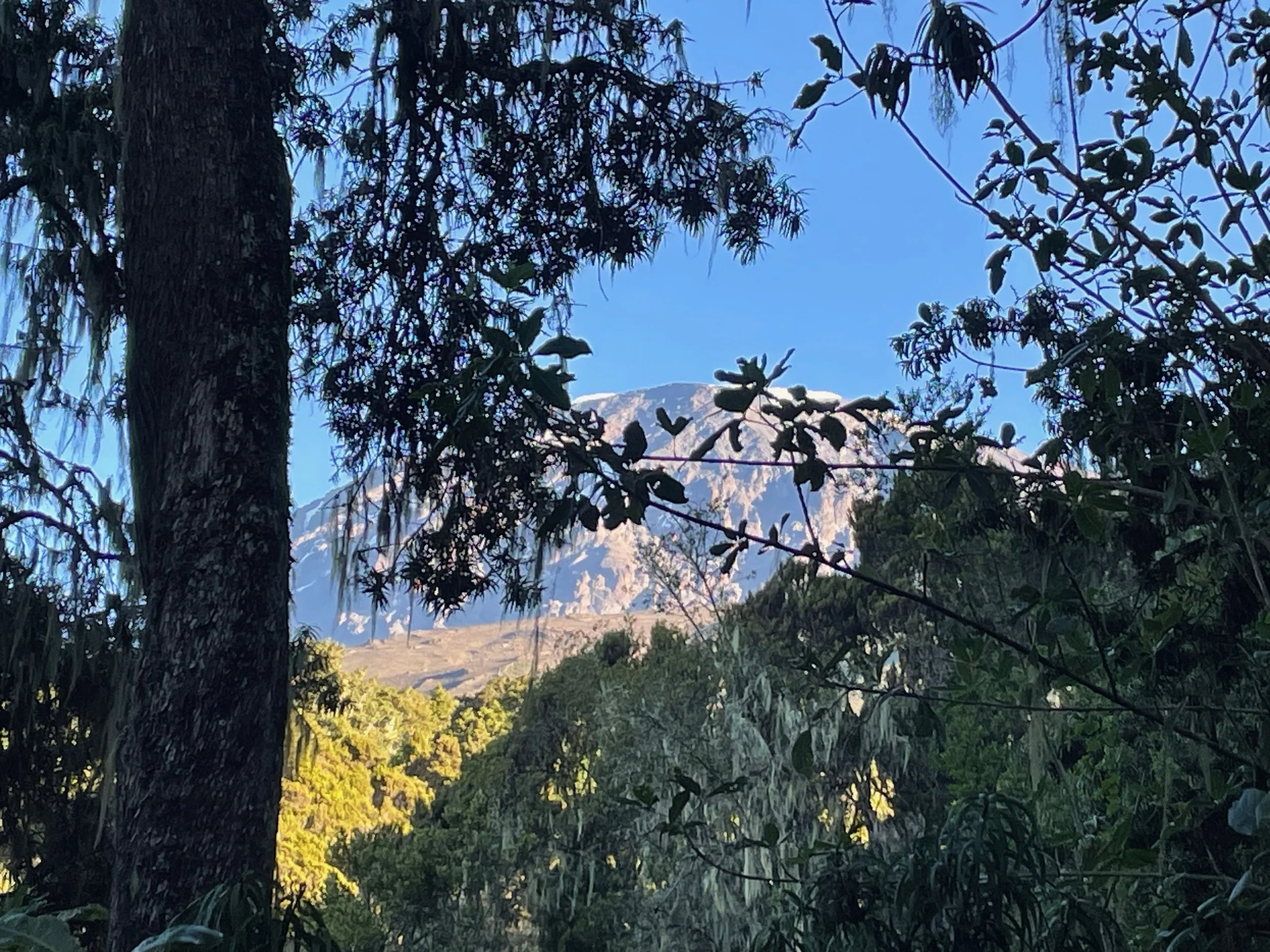 Our last glimpse of Kibo from the trail.