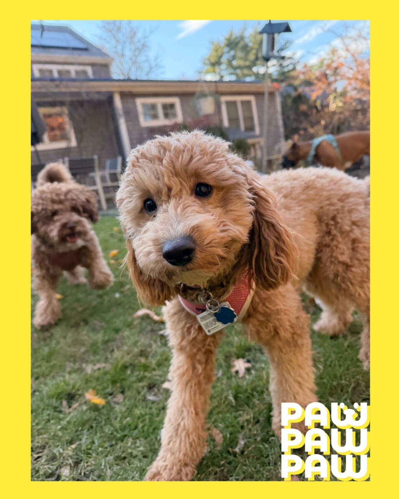 Two cuties, one frame ❤️

#happydogs #dogmoments #doglovers #pawpawpaw #dogsofinstagram