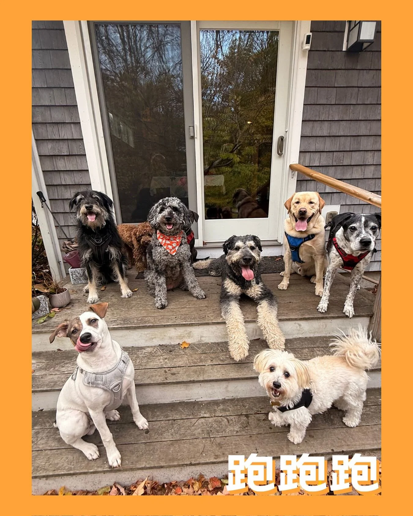 3,2,1&hellip; Say treats! 🍪📸

#dogsofinstagram #dogsofinsta #dogstagram