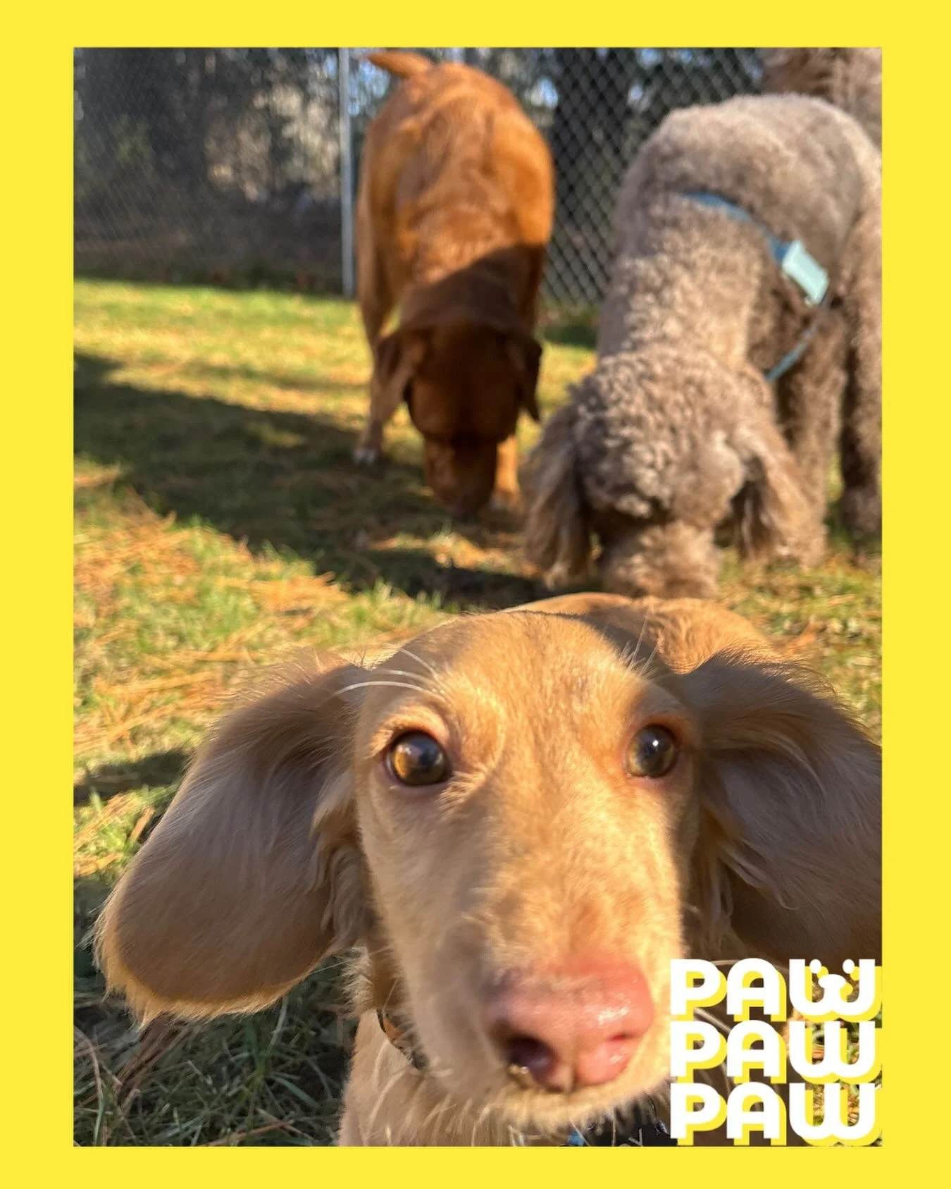 Teddy leading the squad 😎🐶

#dachshund #dog #dogsofinstagram