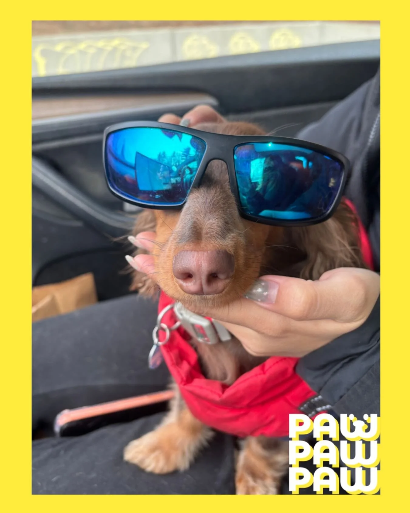Sunglasses on, attitude on 💅

#dachshund #doglover
