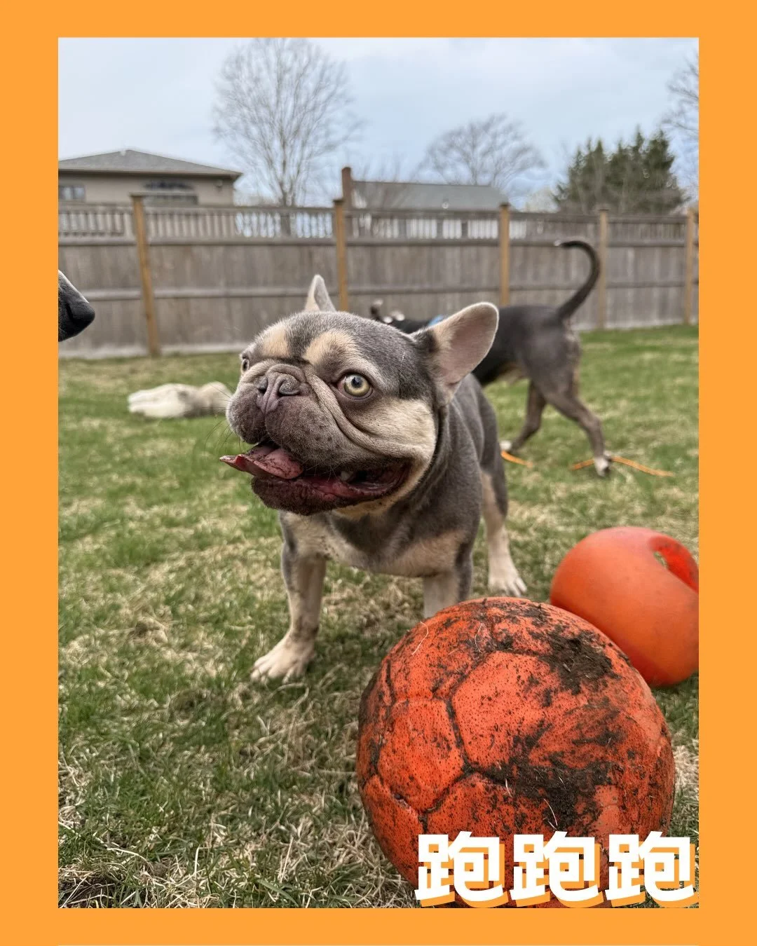 Today marks one year since Leo&rsquo;s passing from heatstroke ❤️&zwj;🩹

Leo was a joyful, spirited dog who brought endless happiness to the people around him. His memory continues to stay with us every day. He has become a guardian angel for his be