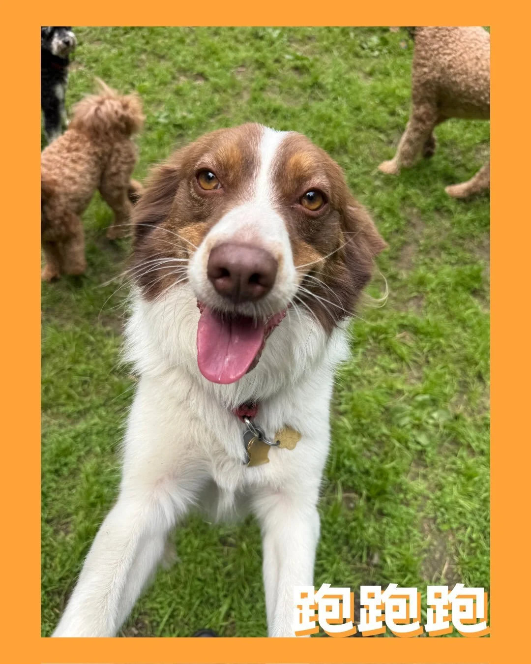 One smile at a time. 🐾

#dogs #dogsofinstagram #puppies #cutedog