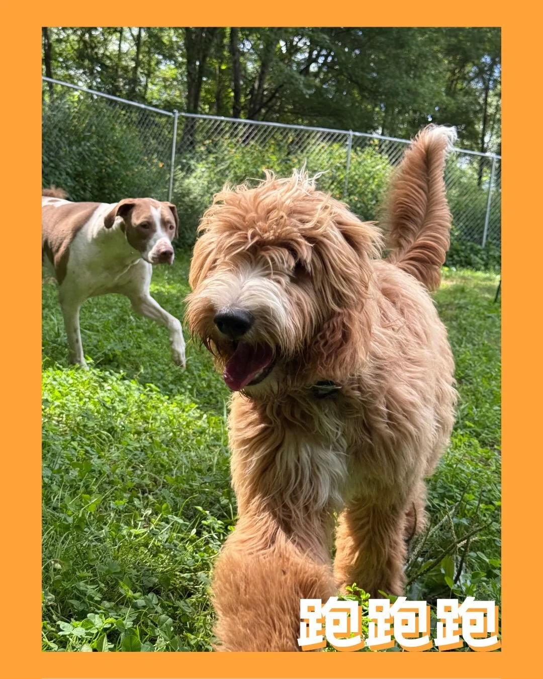 Another beautiful week for the pups!🐶 

#dogsofinstagram  #puppy #dog #doglife