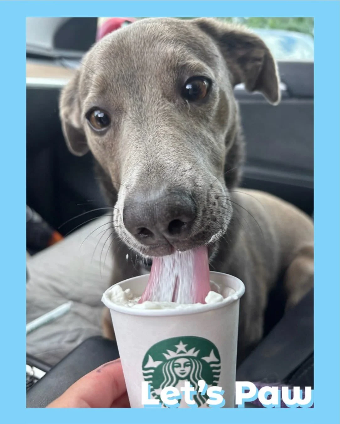 It&rsquo;s pup cup time!!! 🍦✨

#pupcup #dogsofinstagram #dog #puppylove